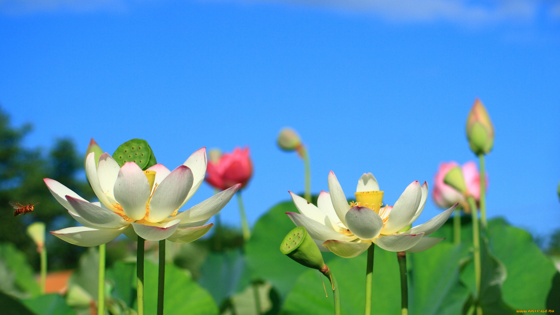 цветы, лотосы
