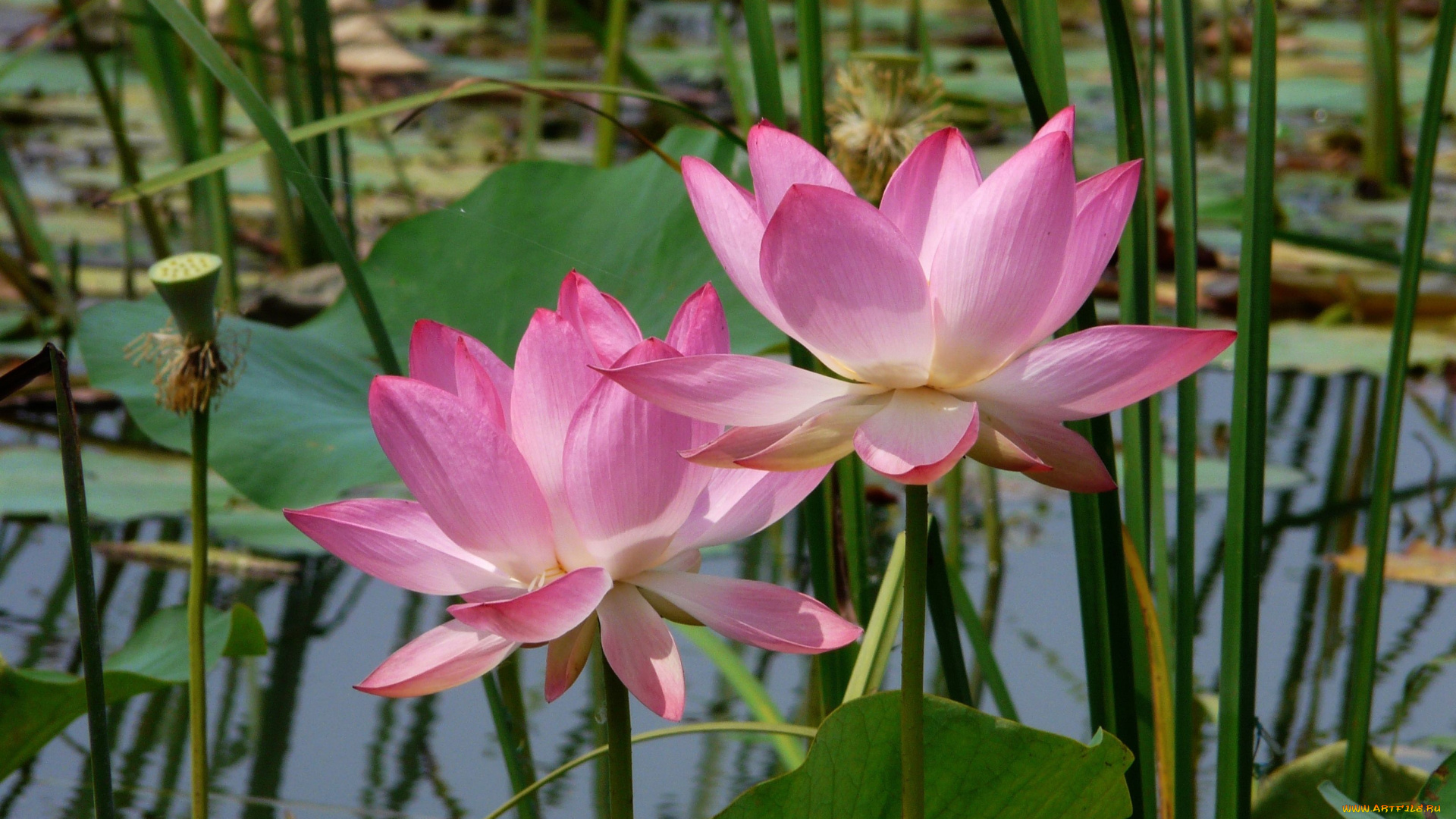 цветы, лотосы, листья