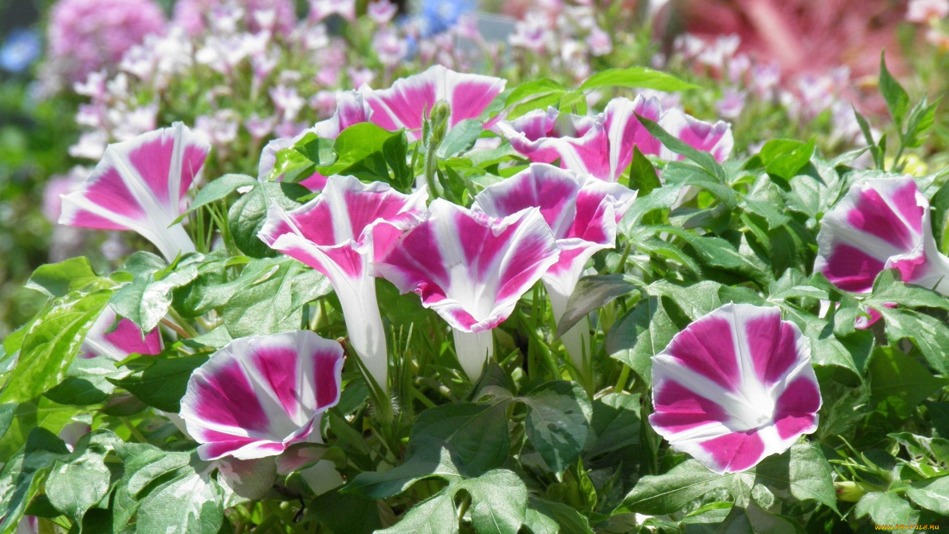 цветы, петунии, калибрахоа