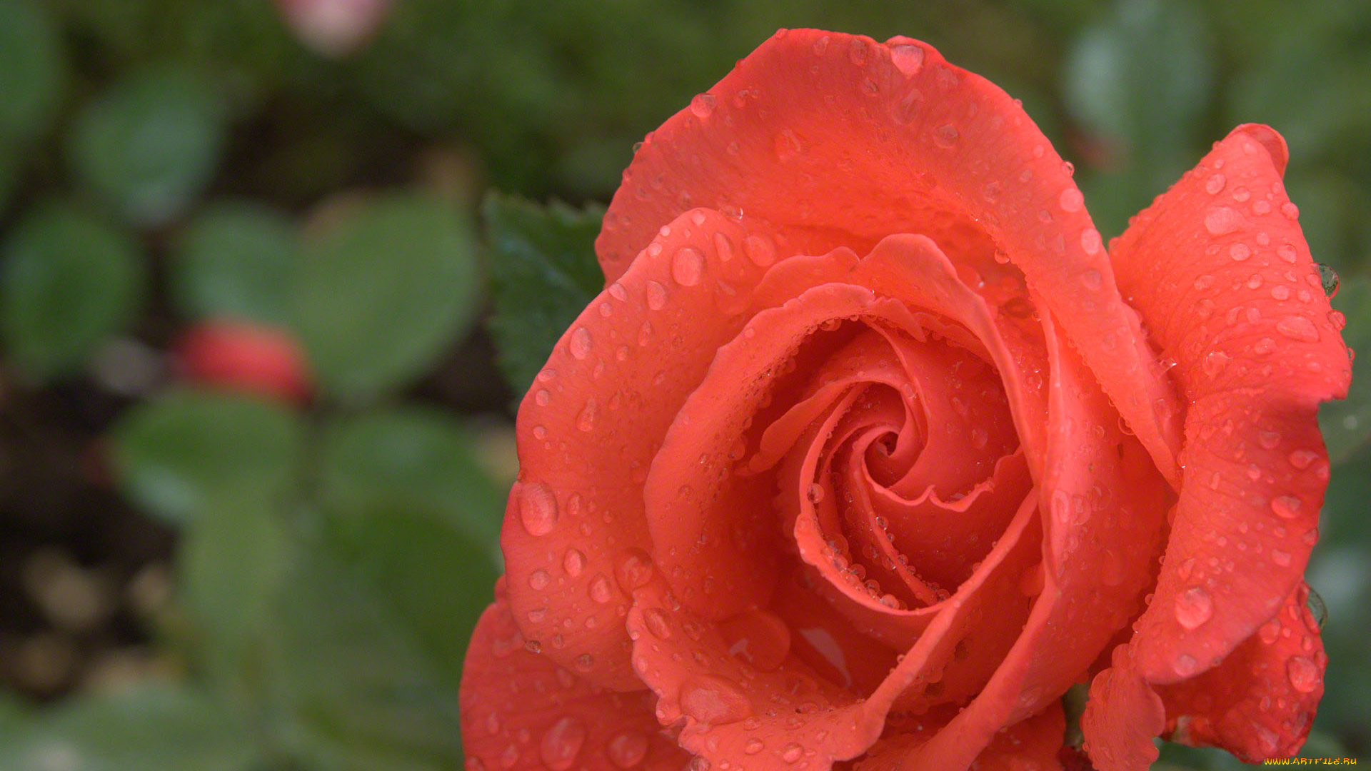 цветы, розы