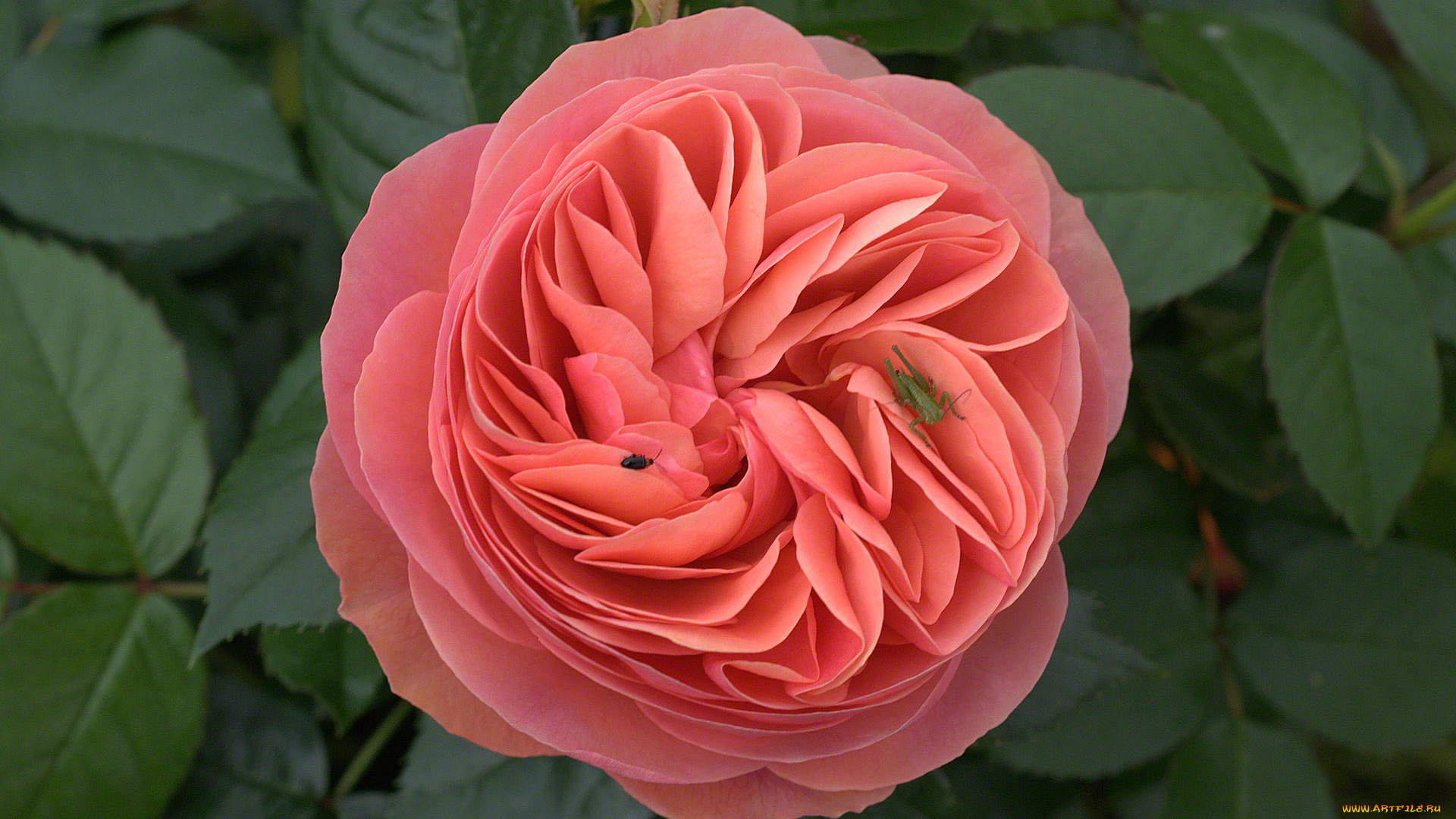 цветы, розы