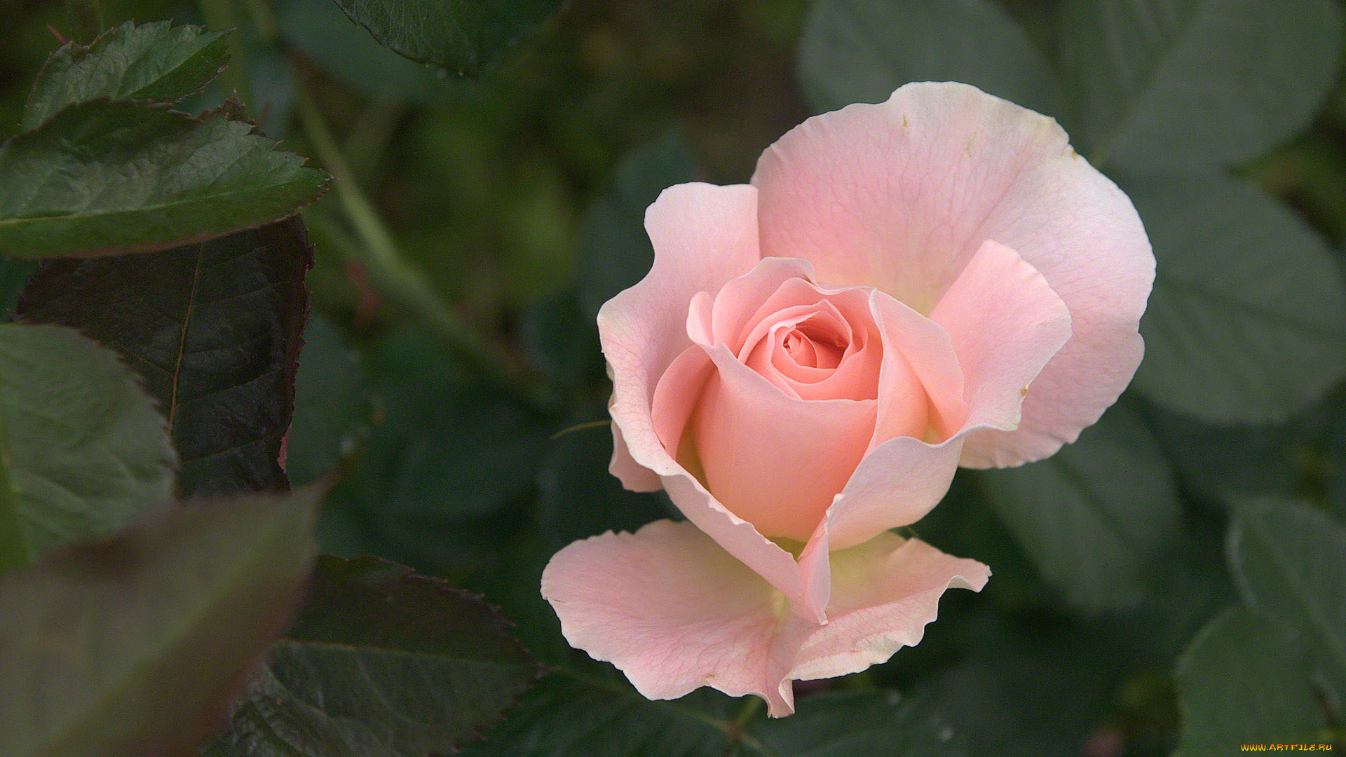 цветы, розы