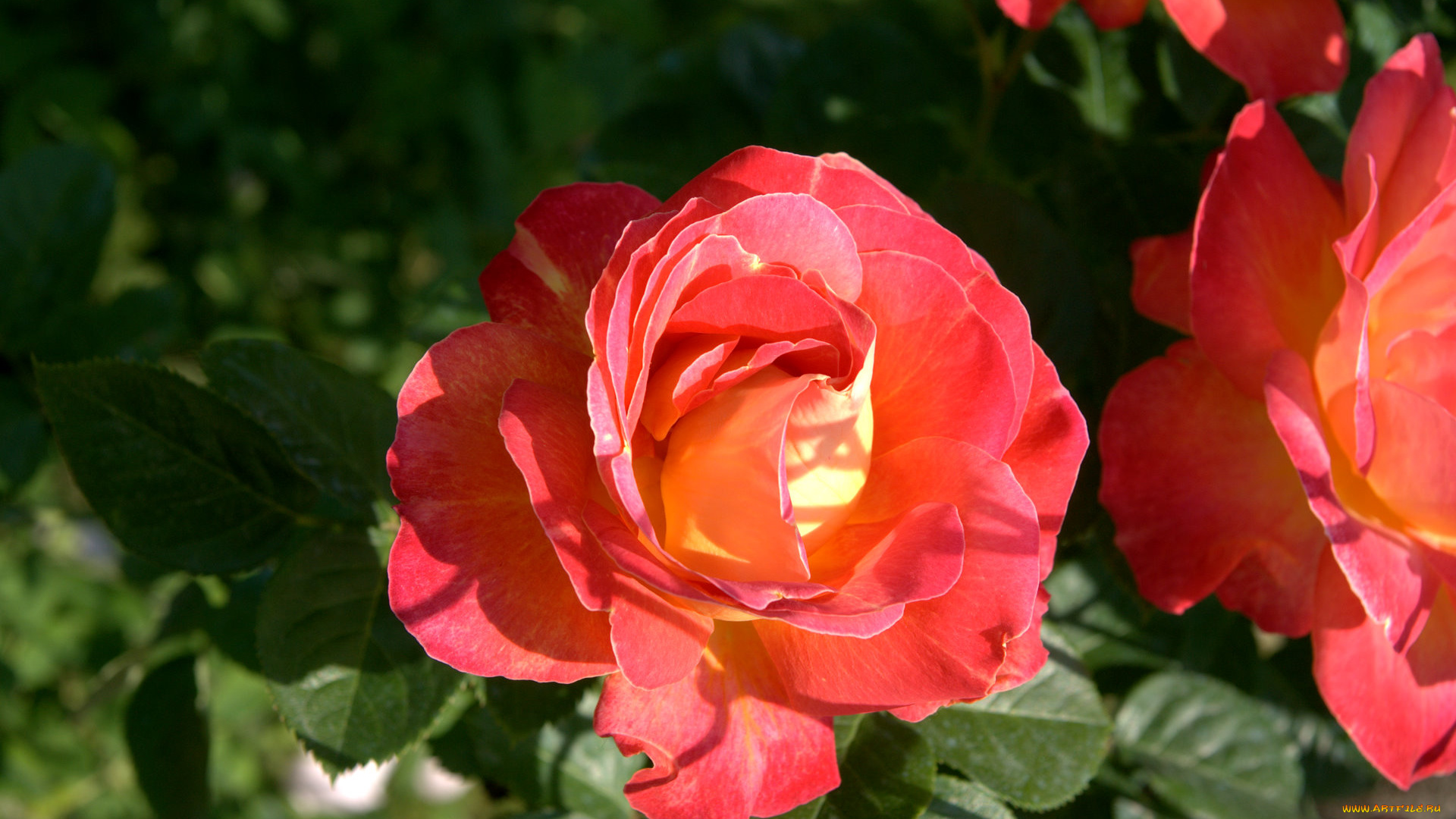 цветы, розы