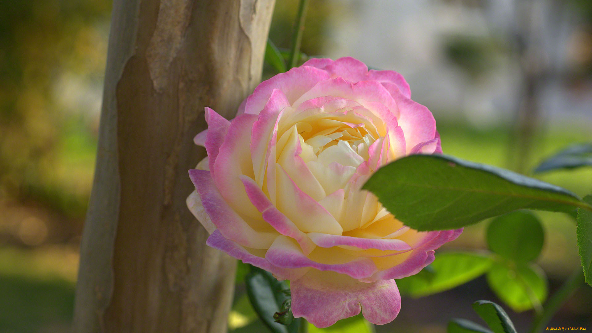 цветы, розы