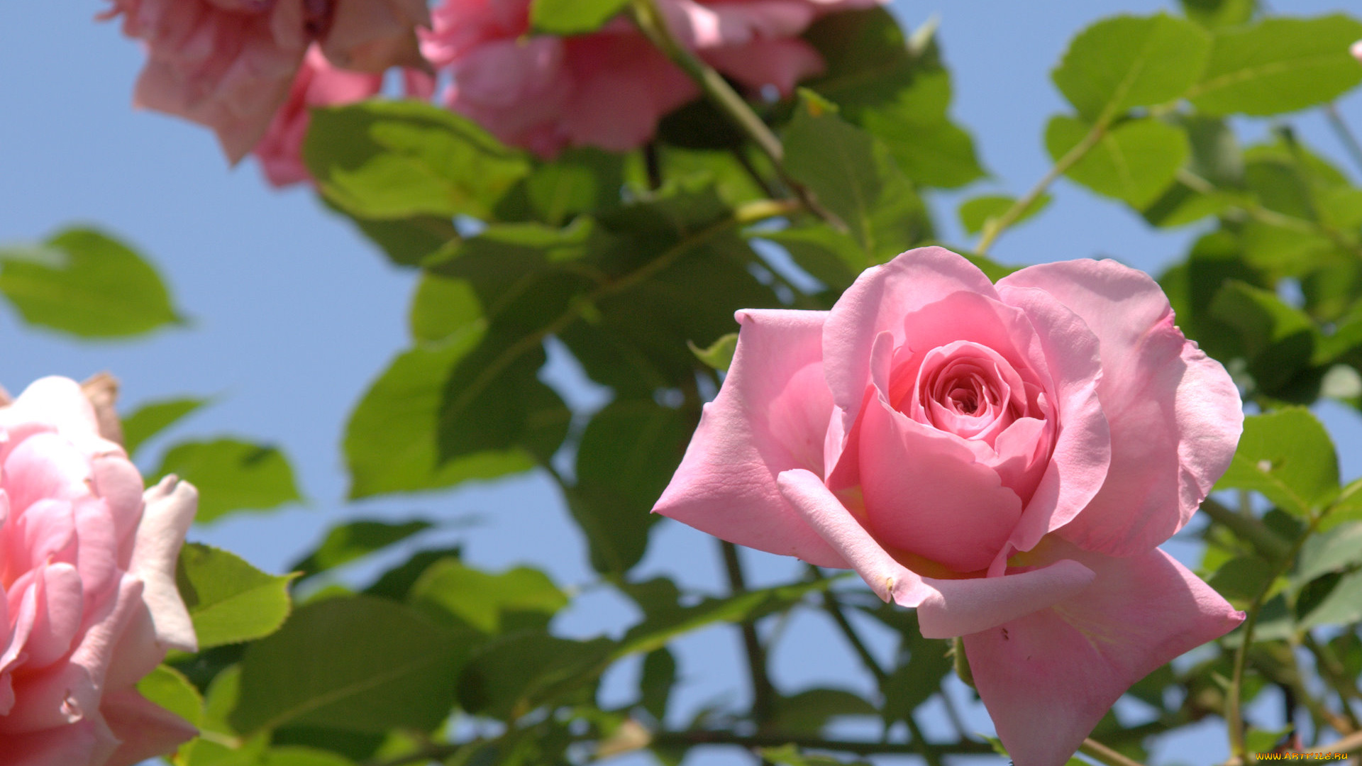 цветы, розы