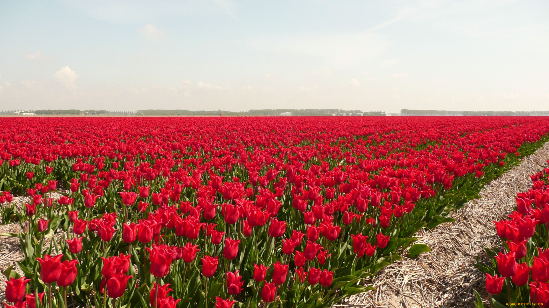 цветы, тюльпаны