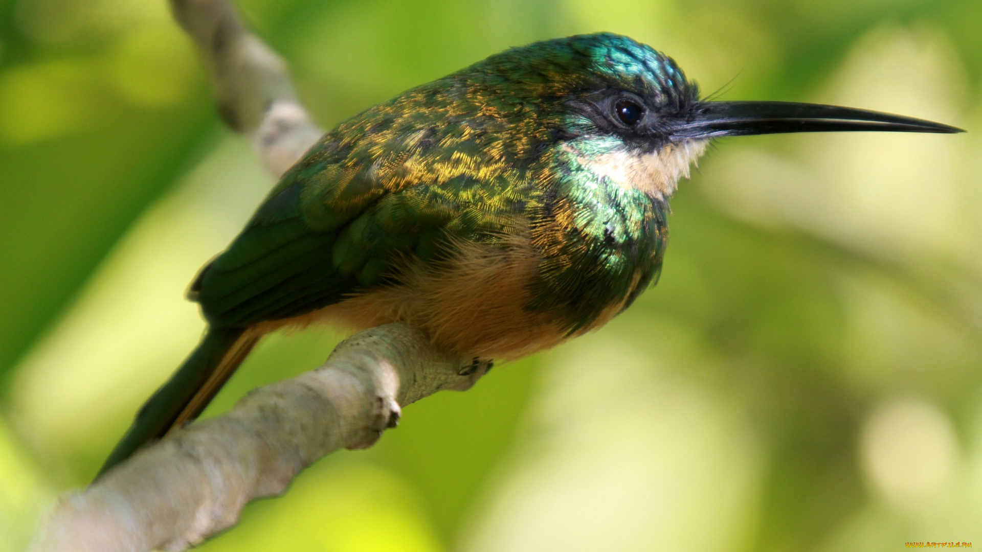 джакамар, животные, щурки, пчелоеды, блестящий, клюв