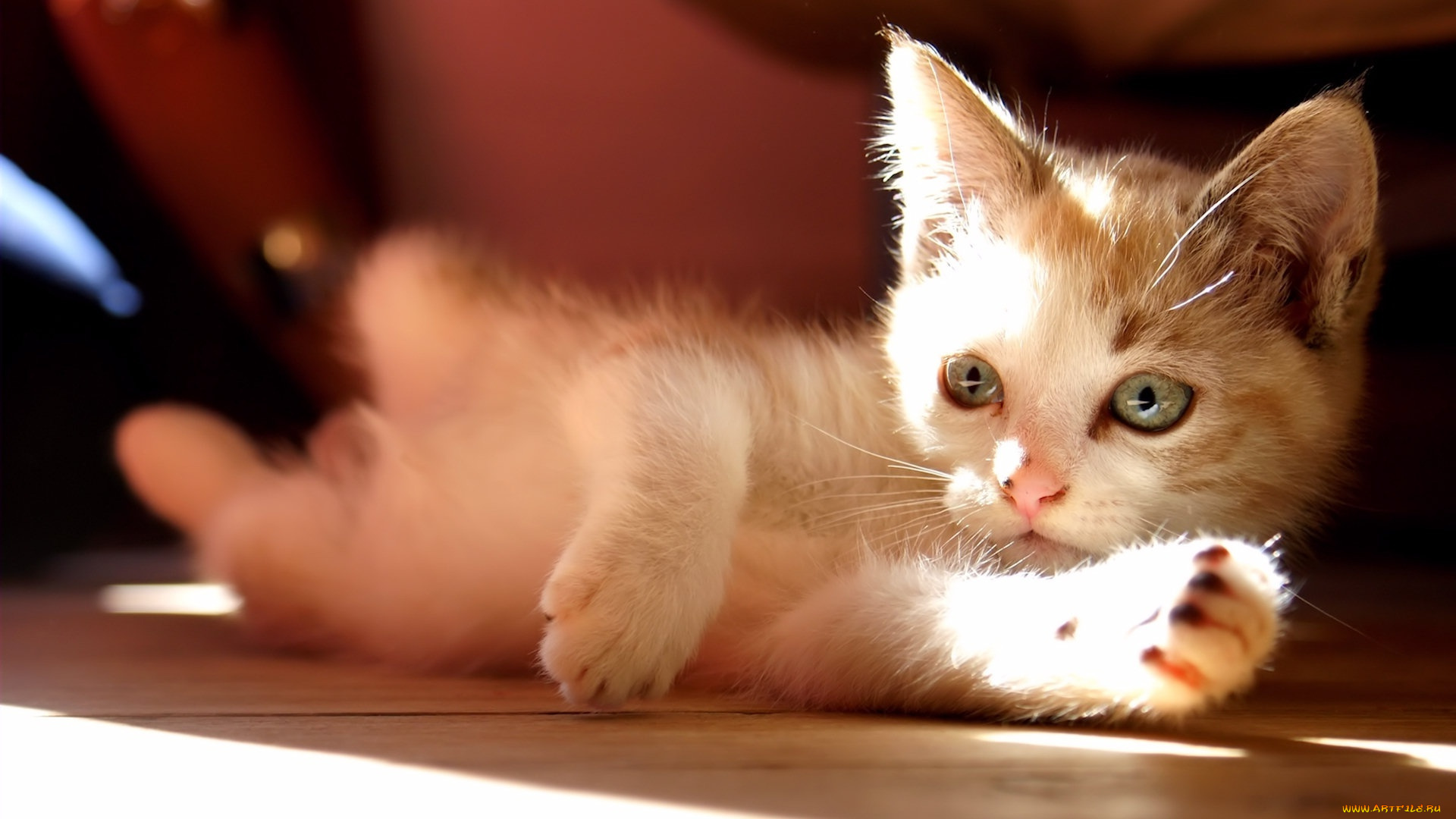 животные, коты, котёнок