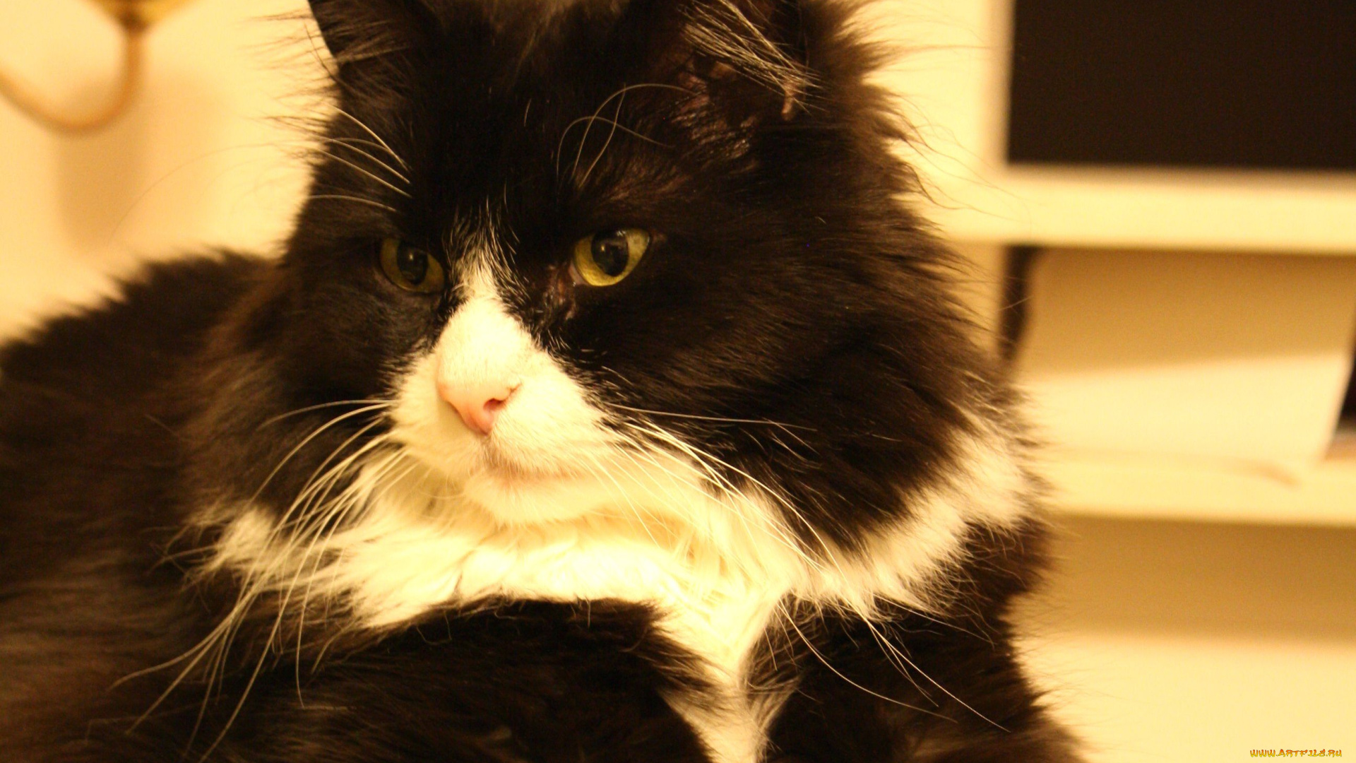 животные, коты, пушистый, кот