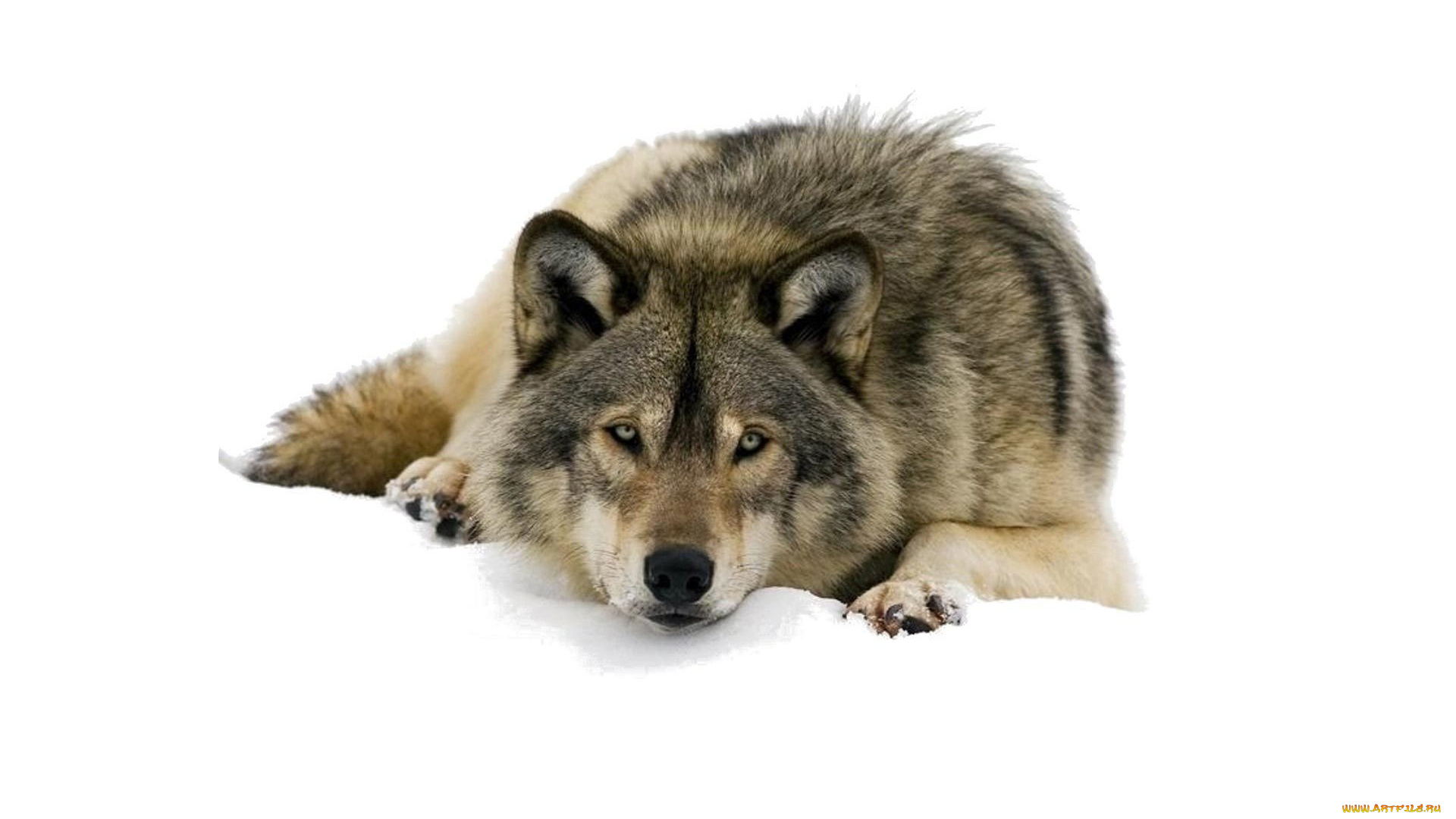 животные, волки, морда, взгляд, снег