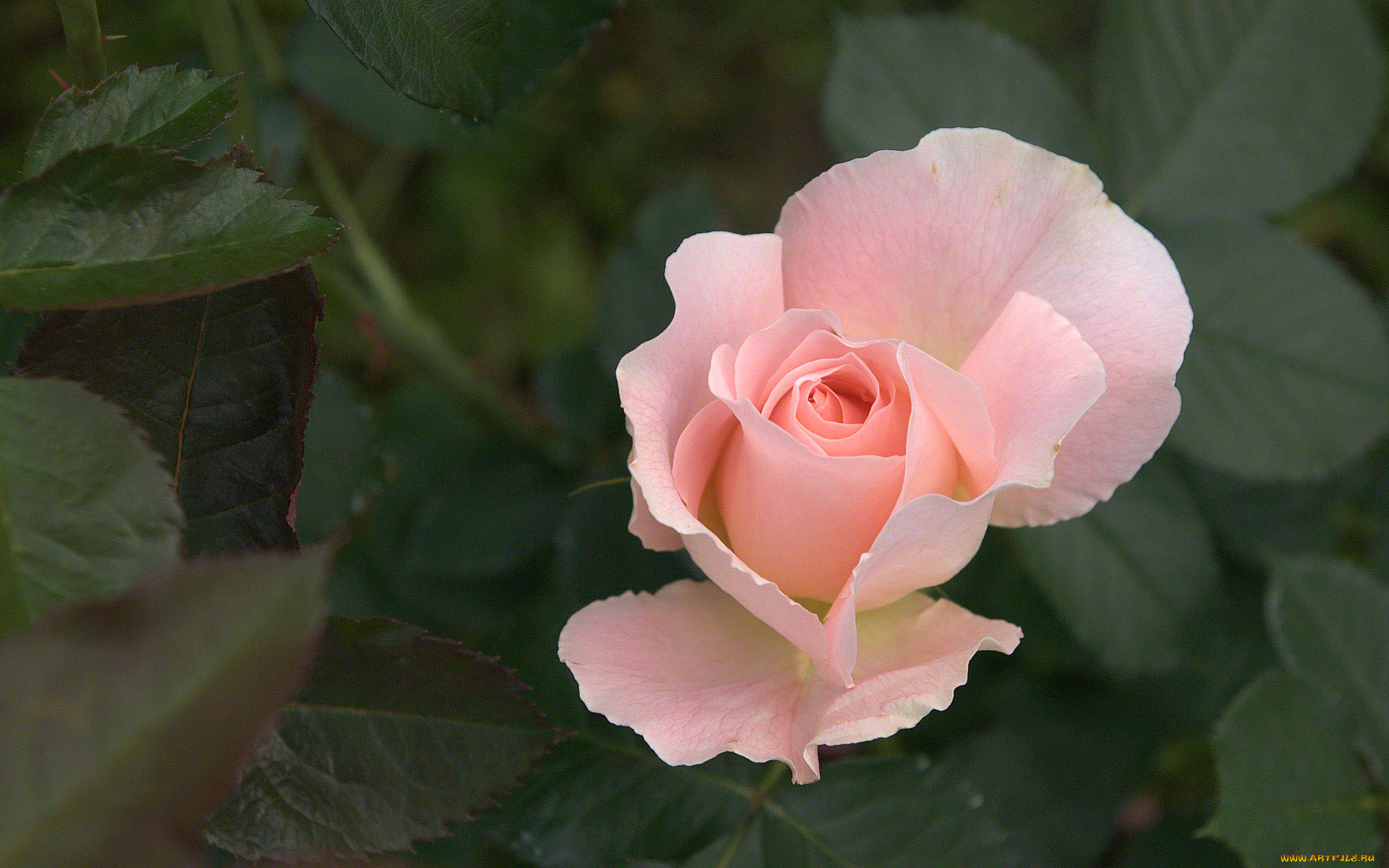 цветы, розы