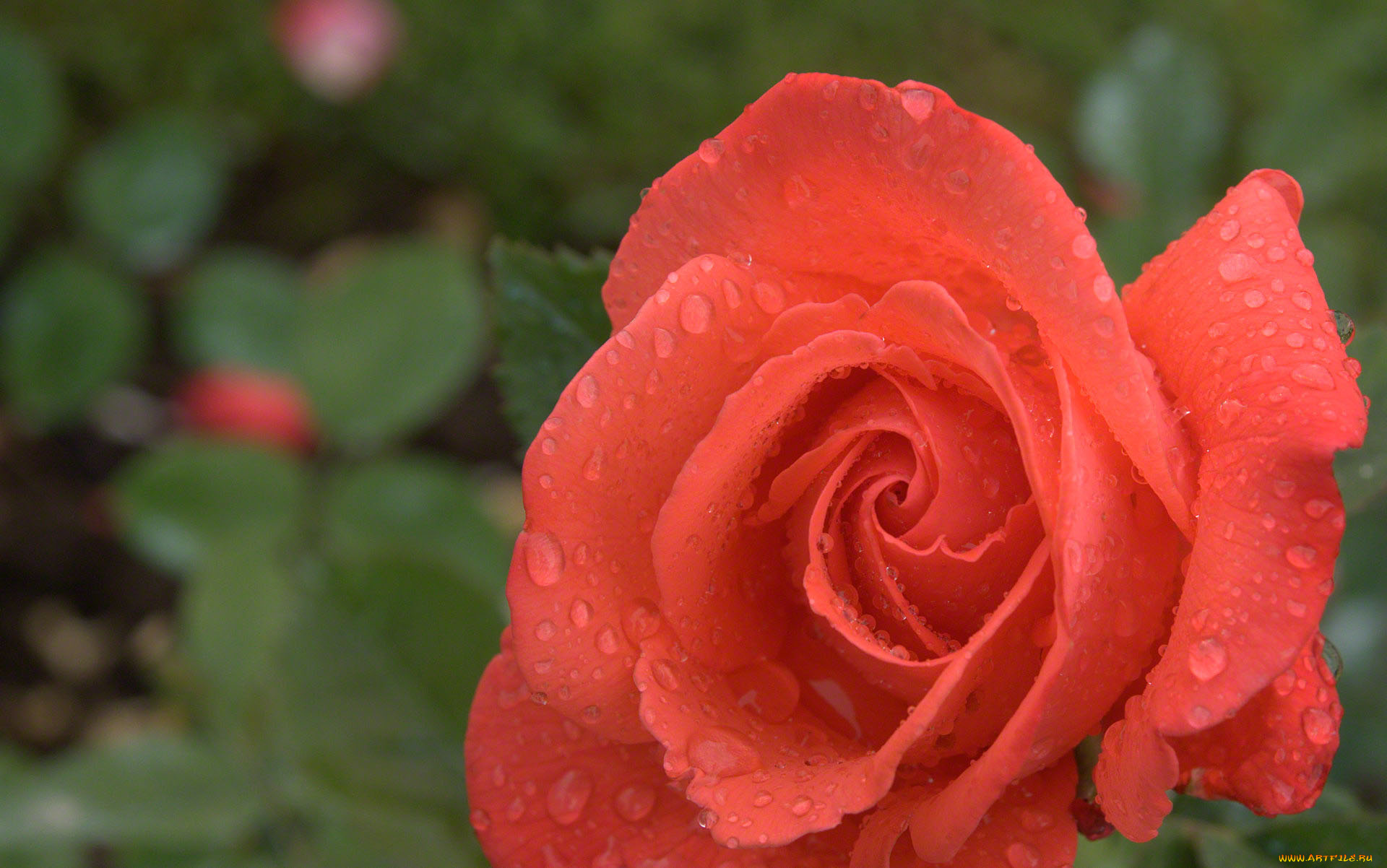 цветы, розы