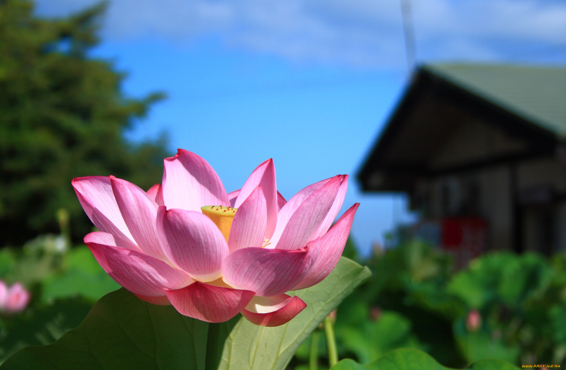 цветы, лотосы