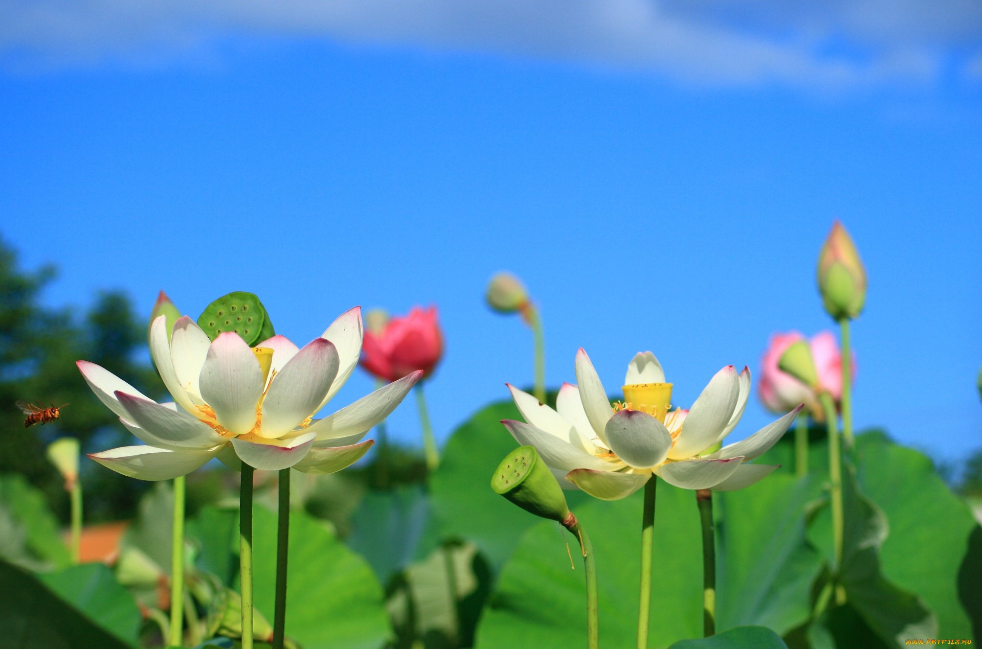 цветы, лотосы