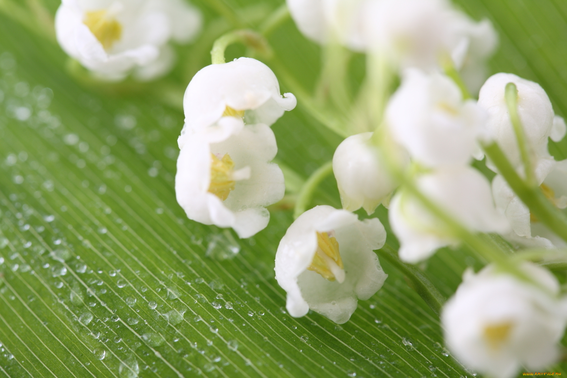 цветы, ландыши, макро