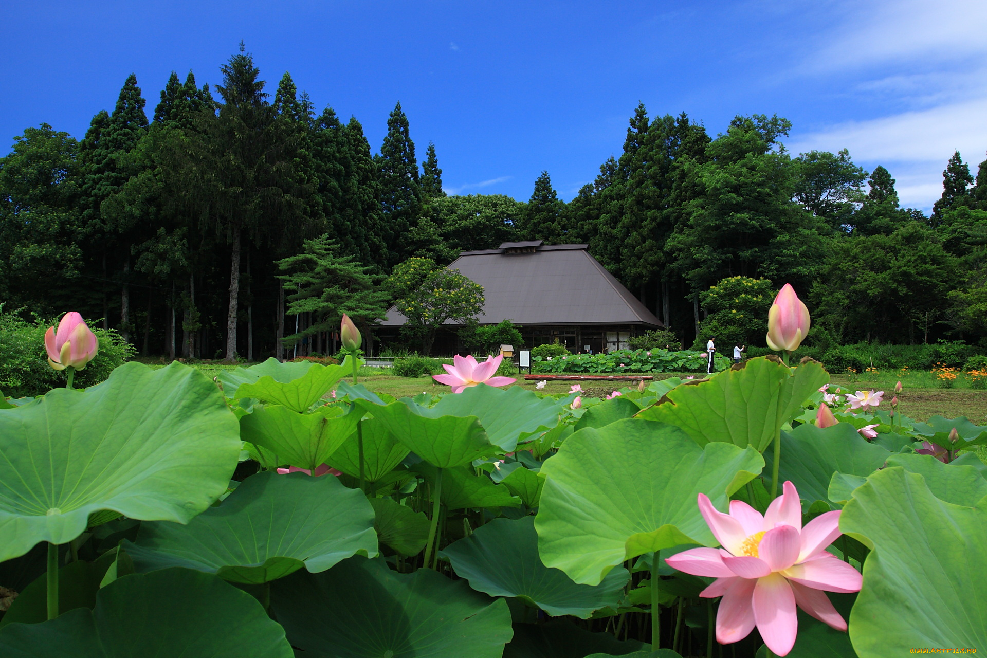 цветы, лотосы