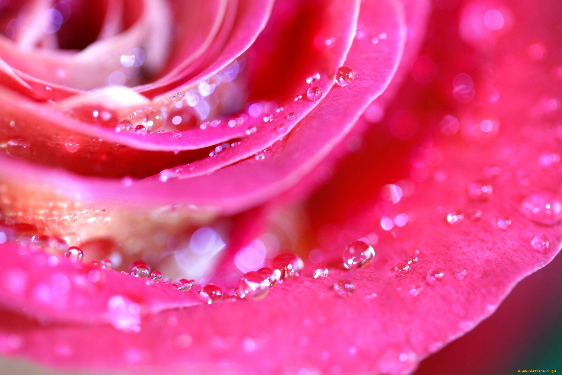 цветы, розы, макро