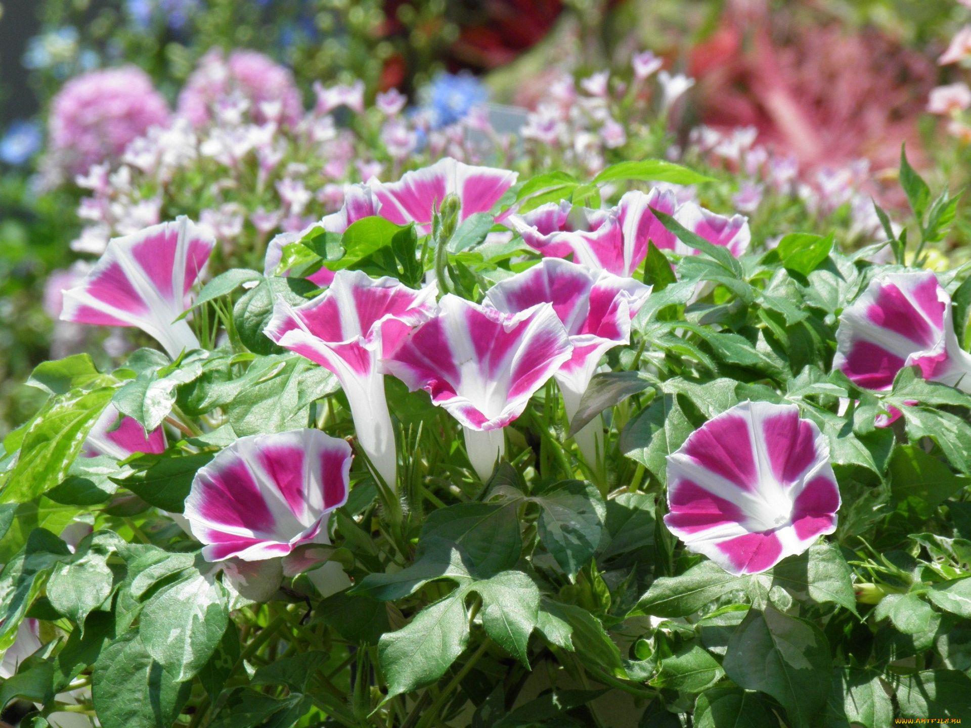 цветы, петунии, калибрахоа