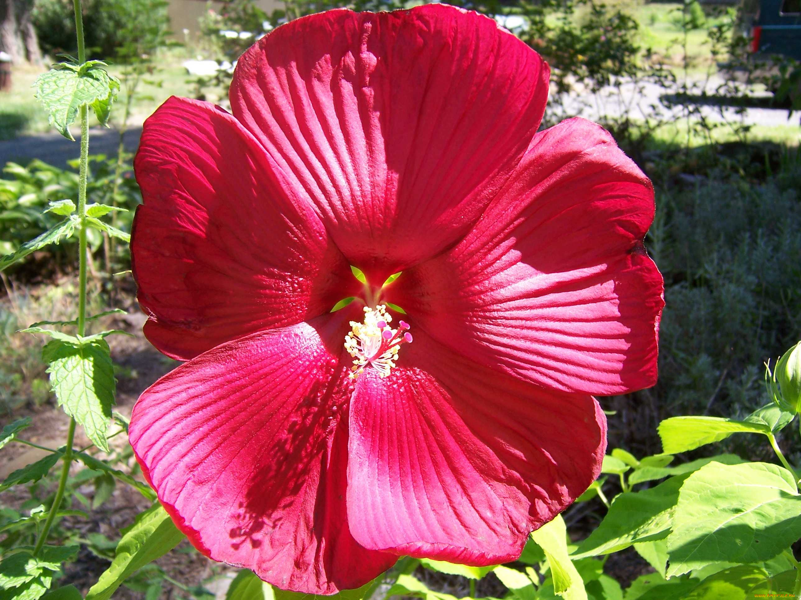 цветы, лаватера