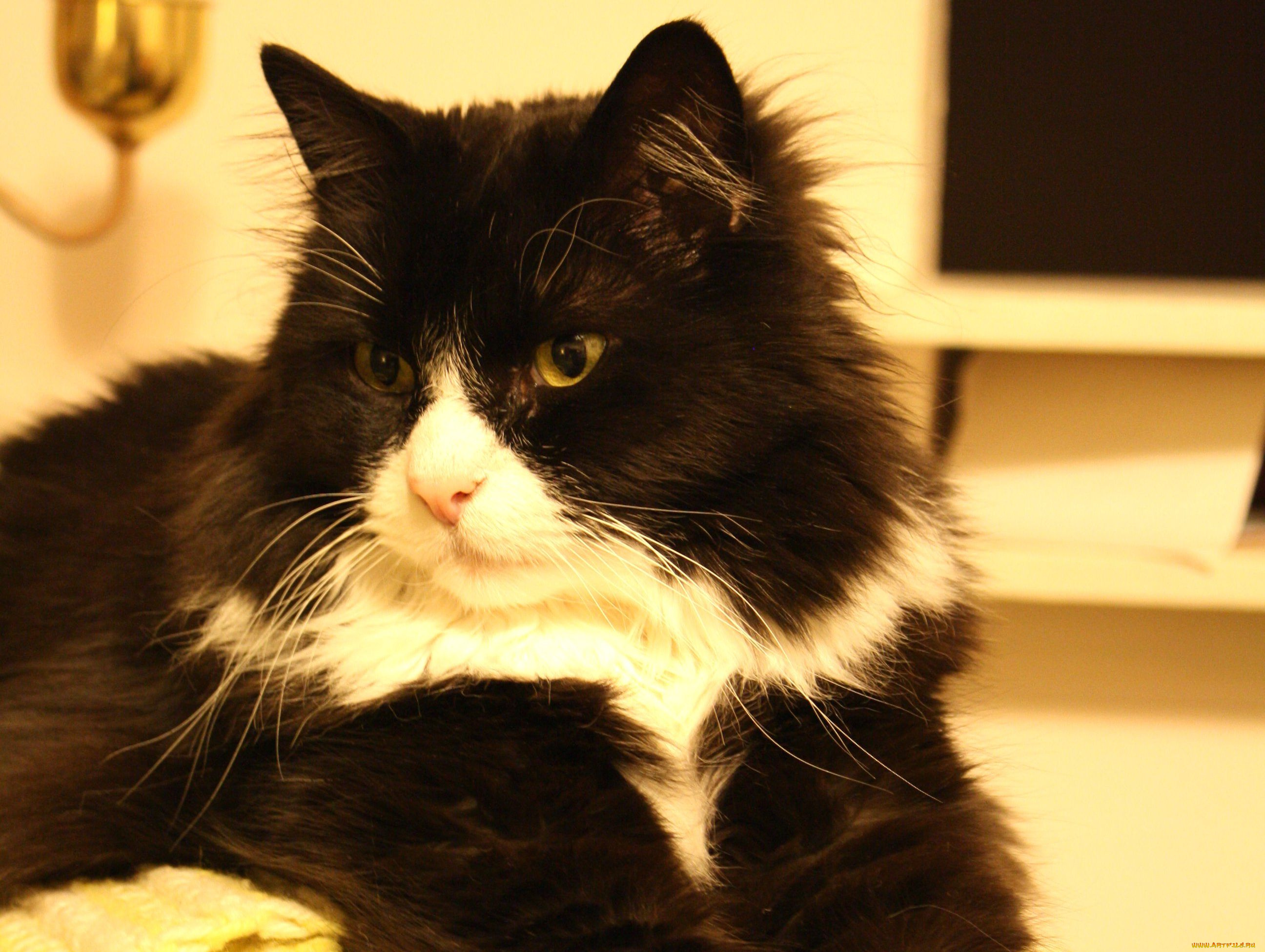 животные, коты, пушистый, кот