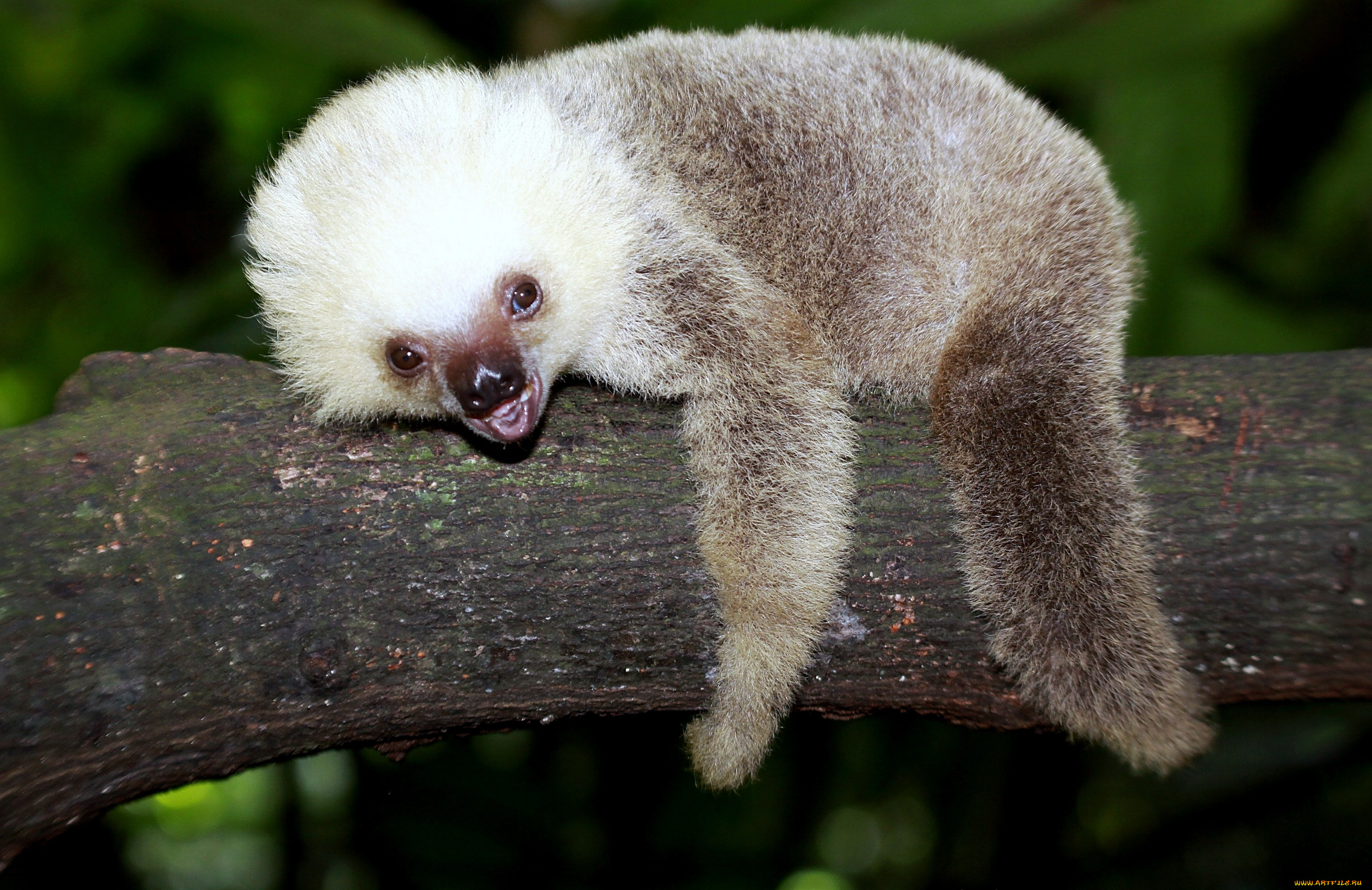 животные, ленивцы, ленивец, пушистый