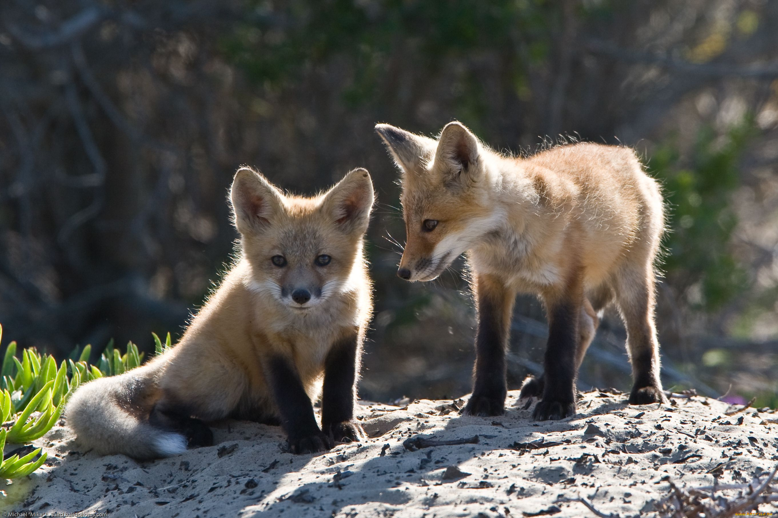 животные, лисы, лисята, детёныши