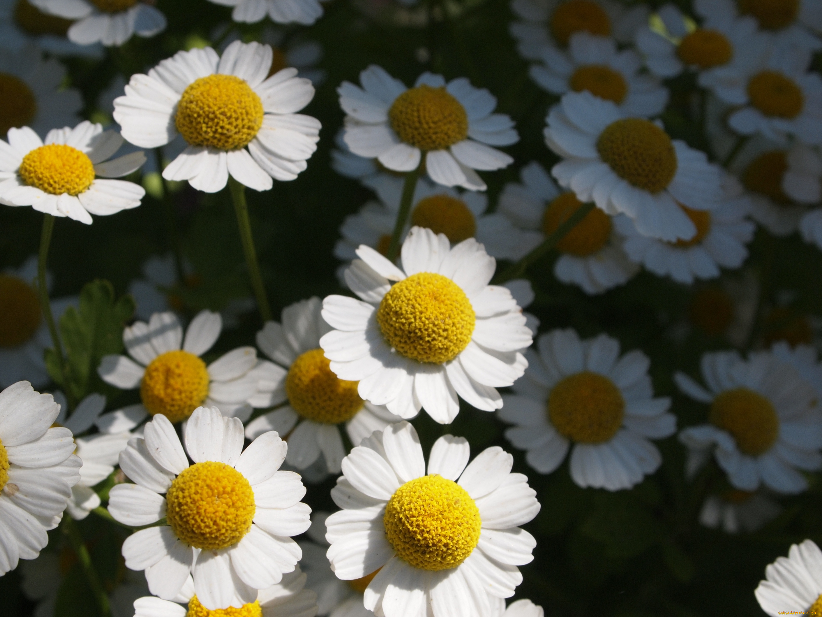 цветы, ромашки
