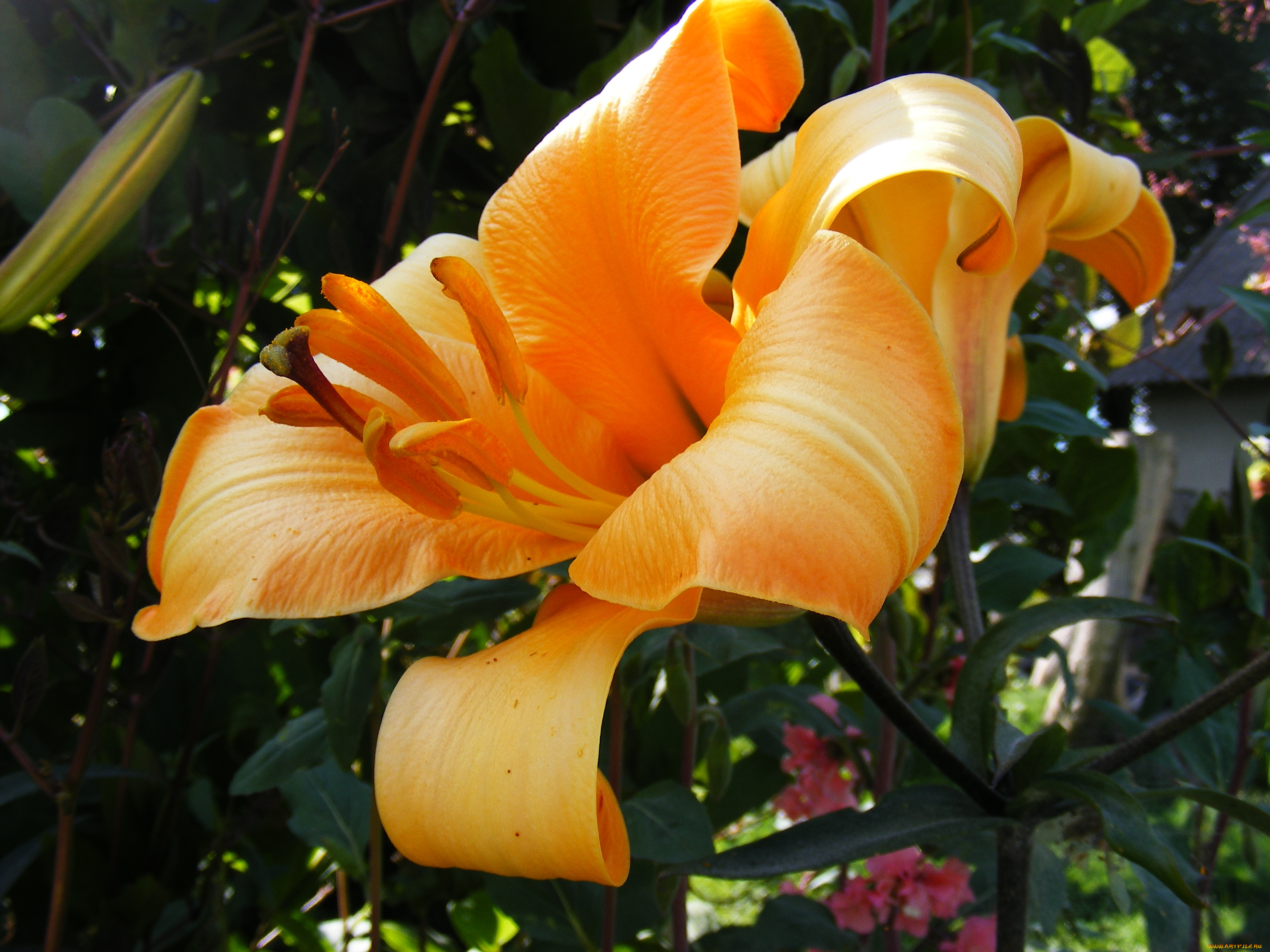 цветы, лилии, лилейники