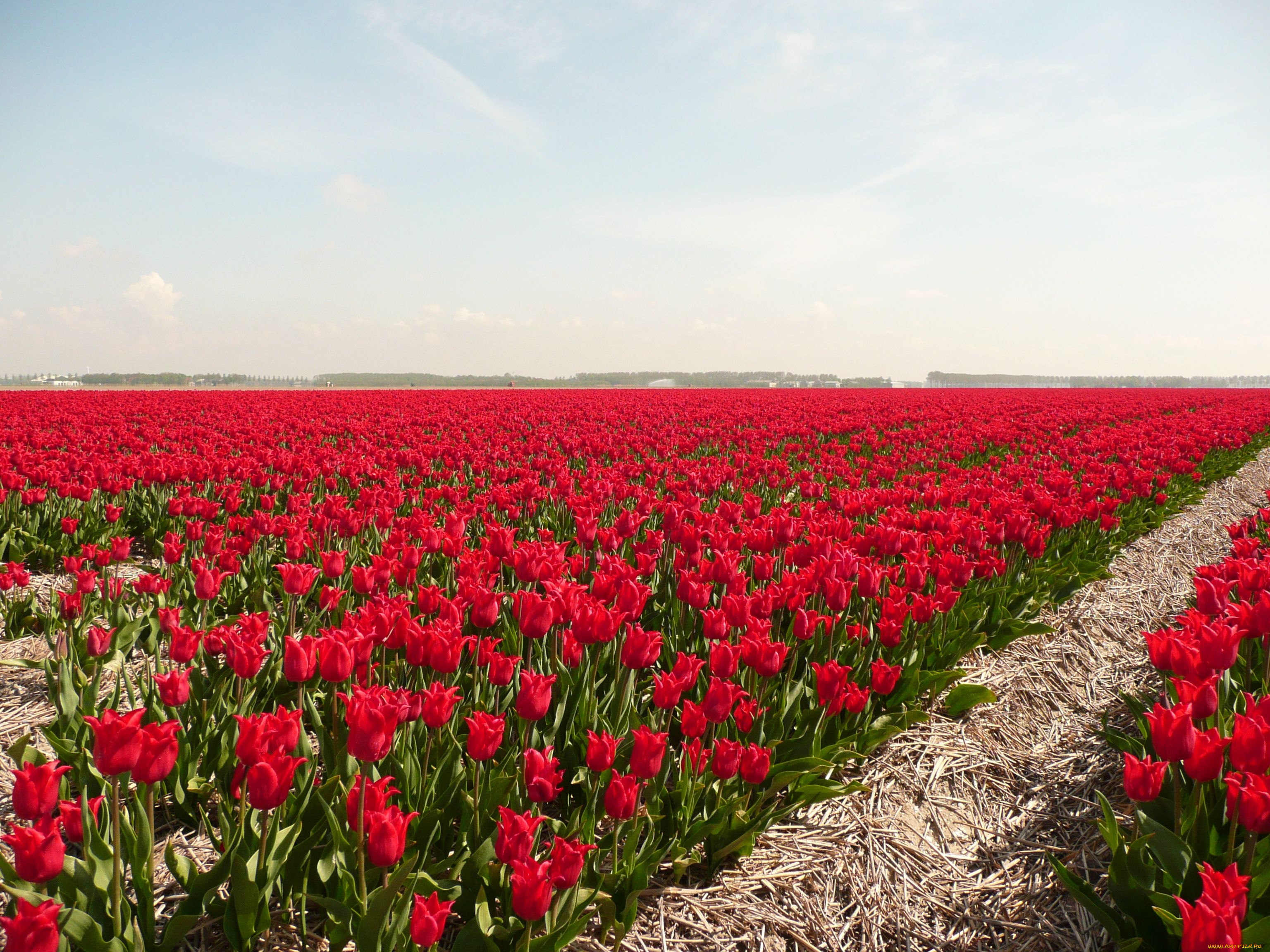 цветы, тюльпаны