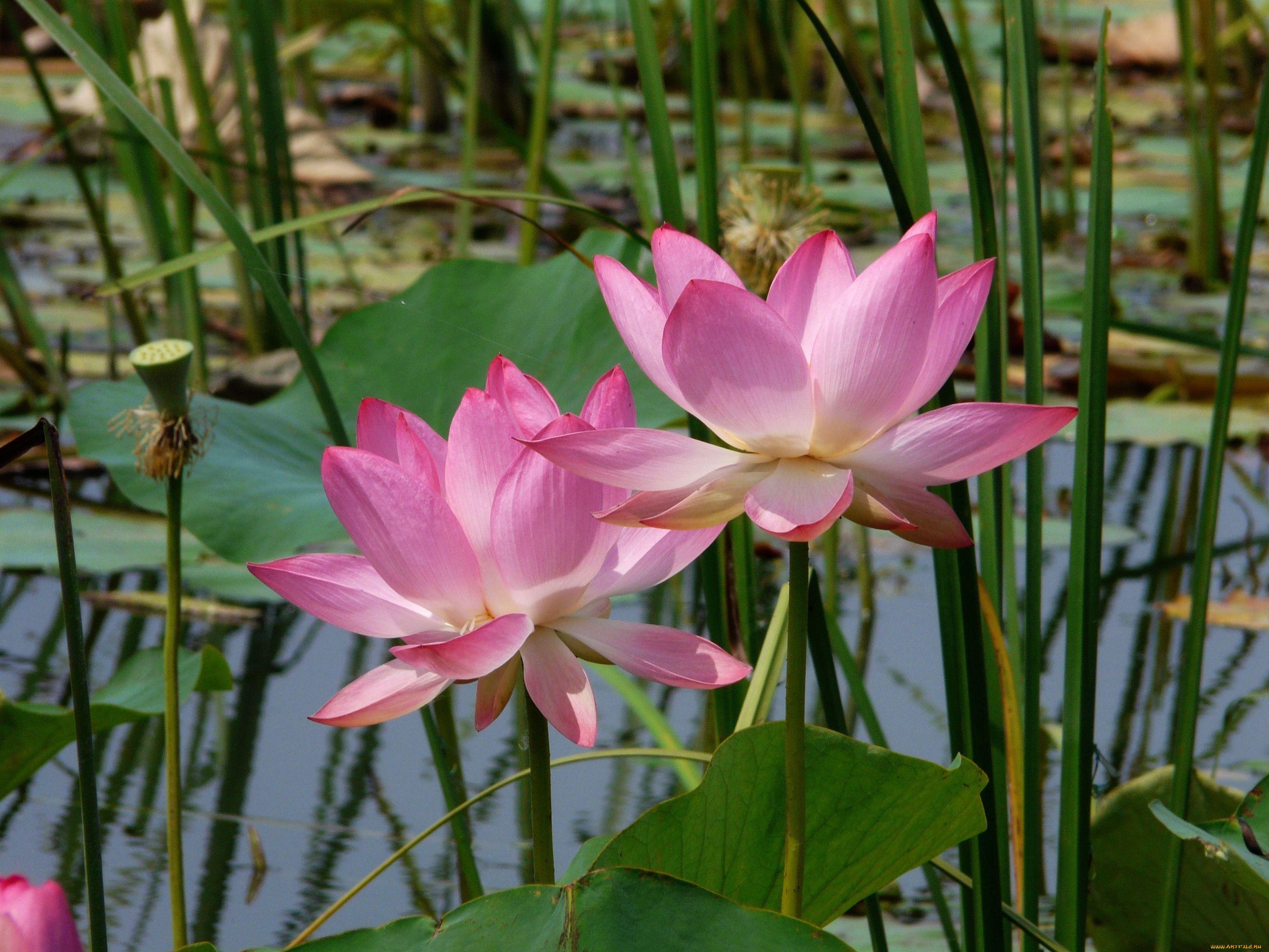 цветы, лотосы, листья