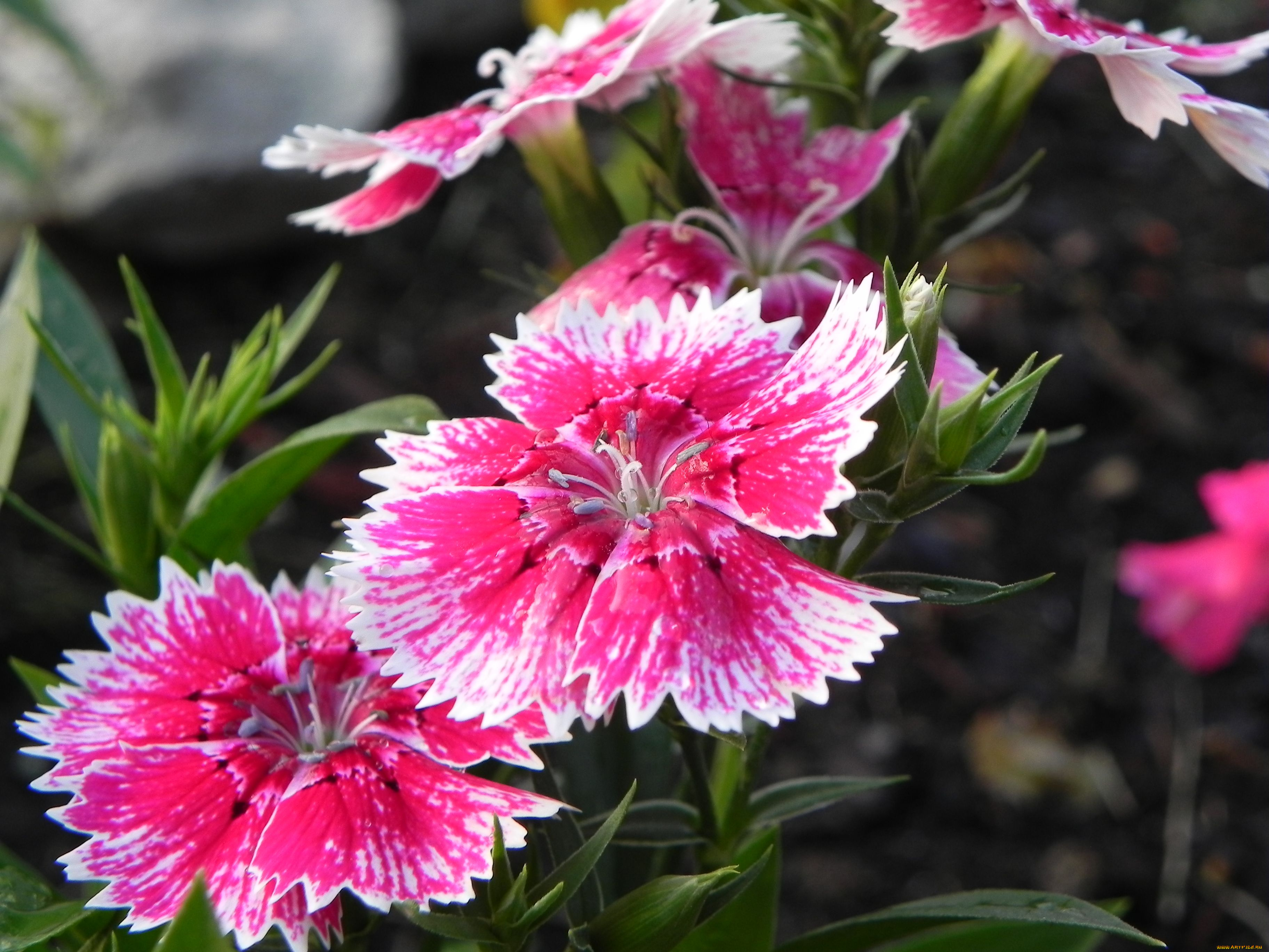 цветы, гвоздики