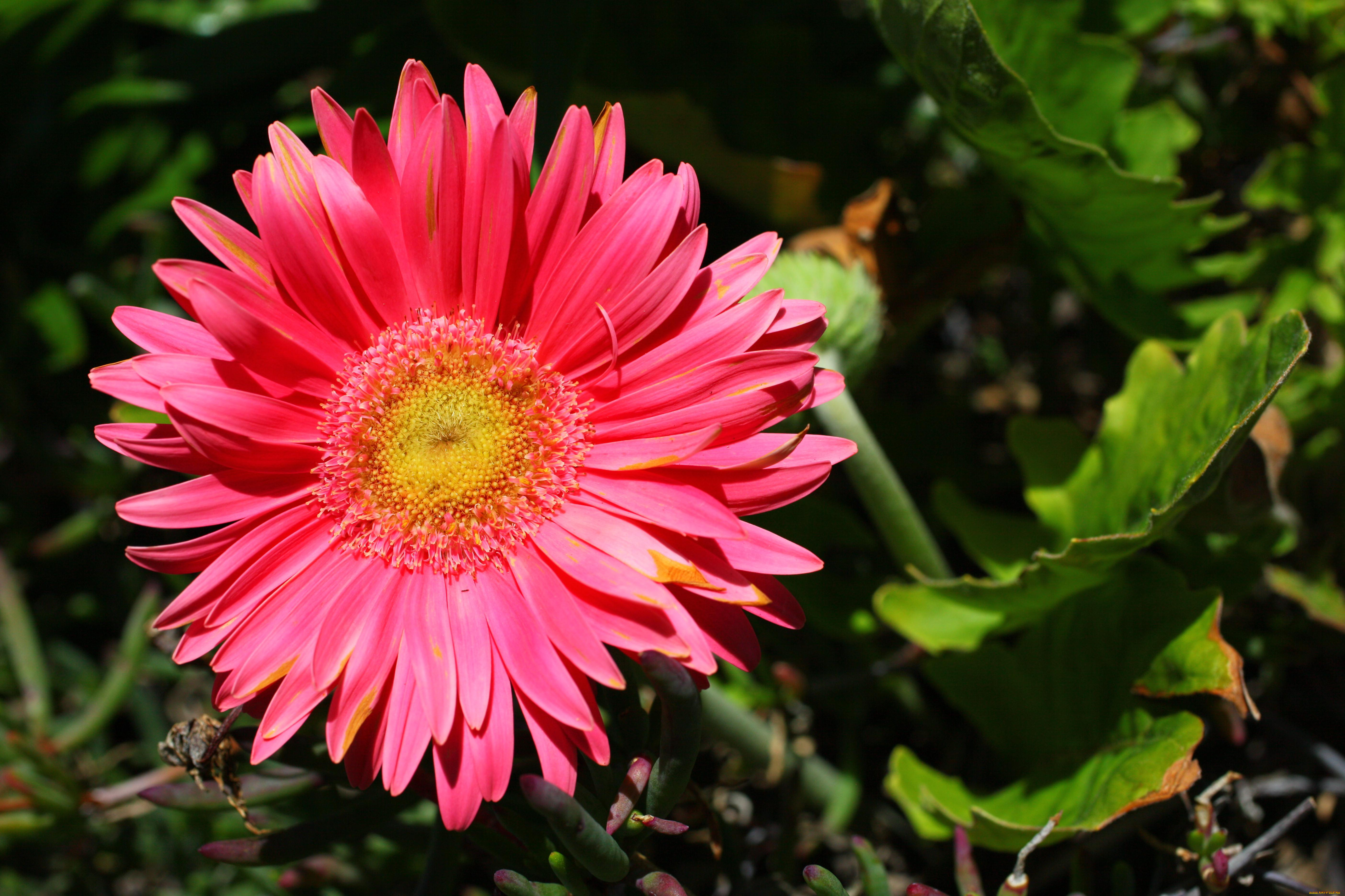 цветы, герберы