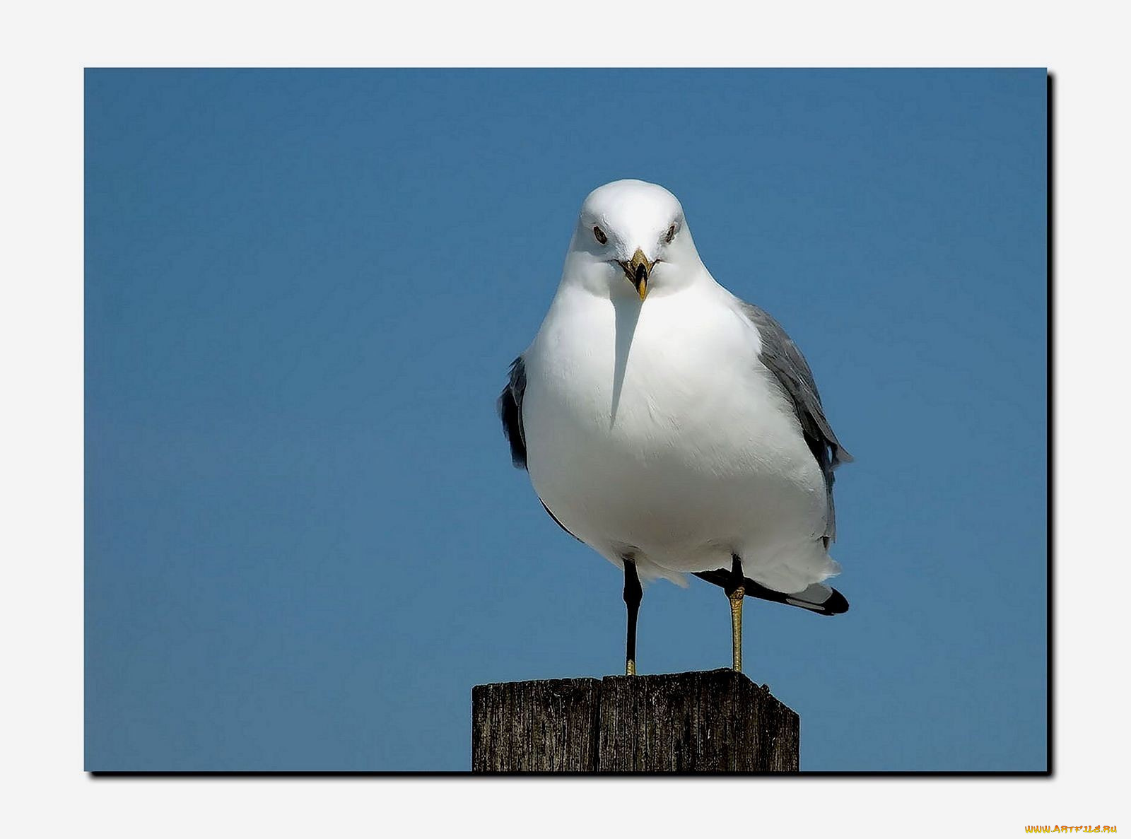 животные, Чайки, бакланы, крачки, чайка
