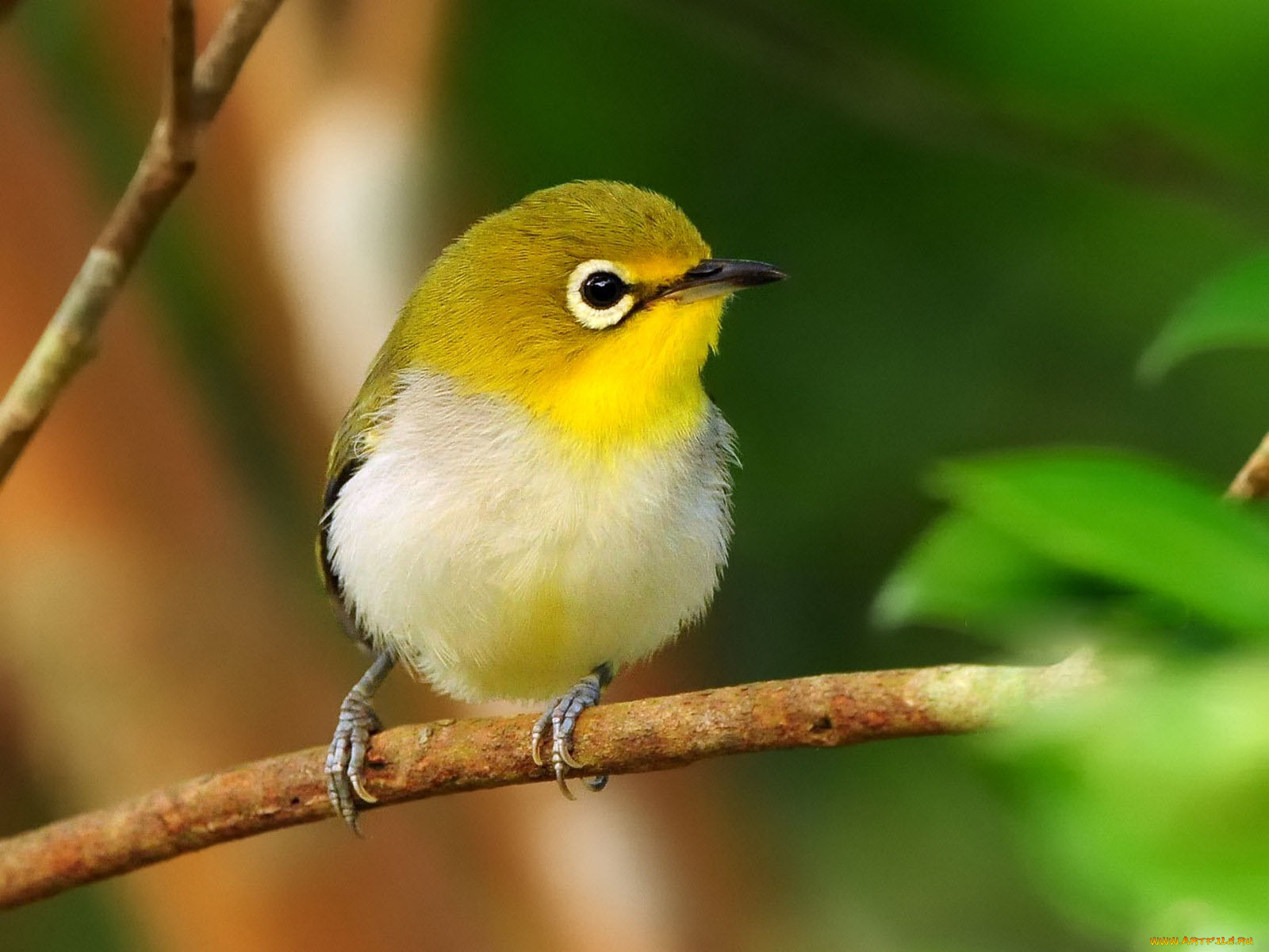 животные, белоглазки, ветка, птица