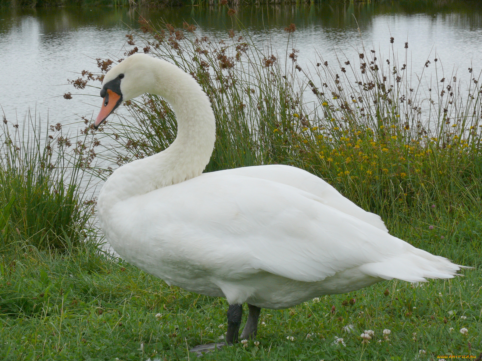 животные, лебеди, гусь