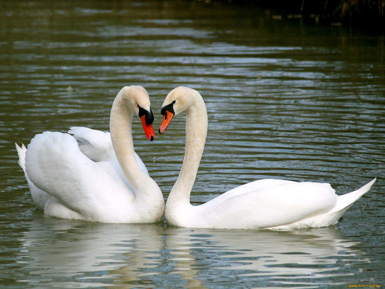 животные, лебеди, пара, вода, шипуны