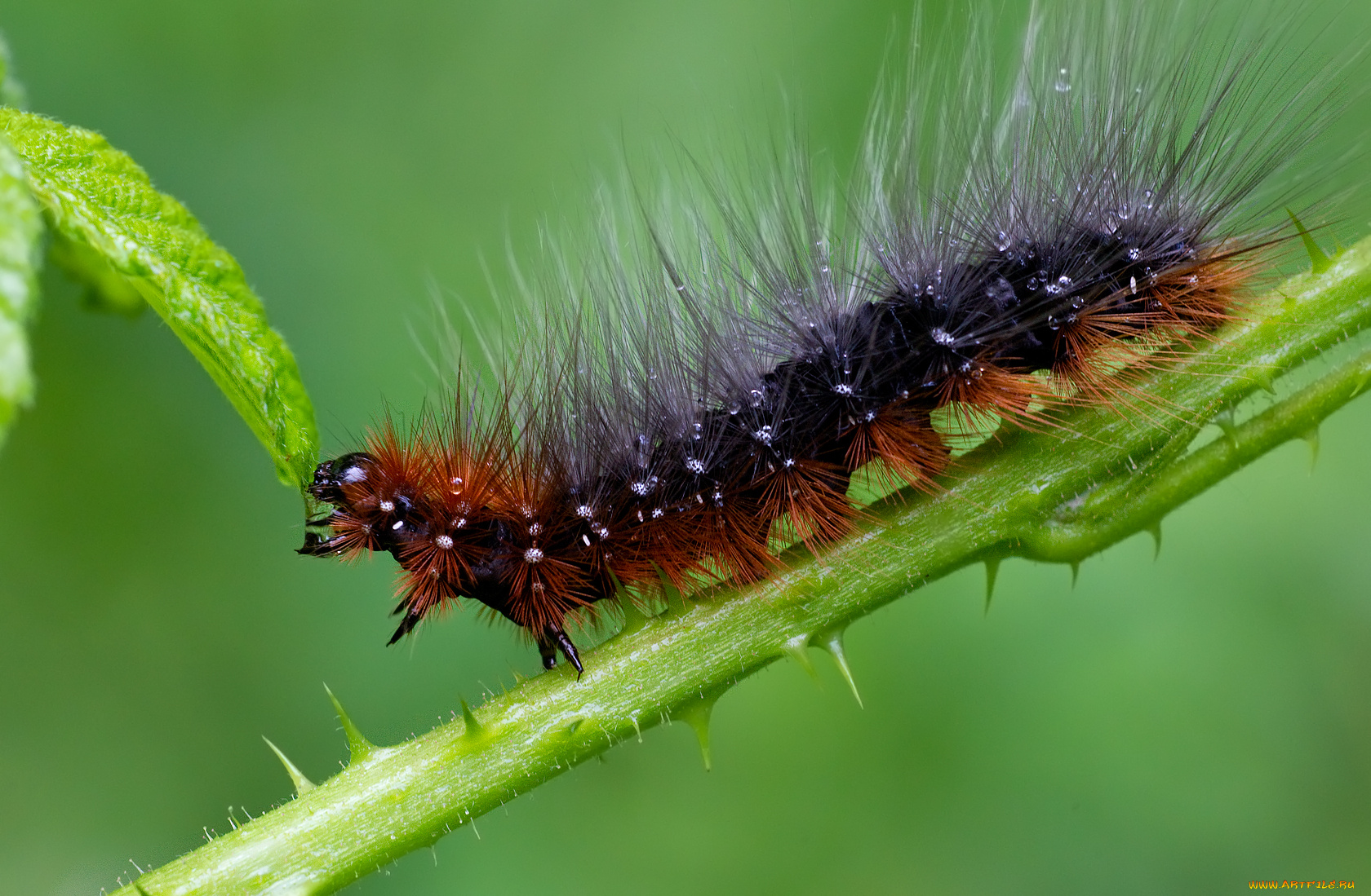 животные, гусеницы, лохматая