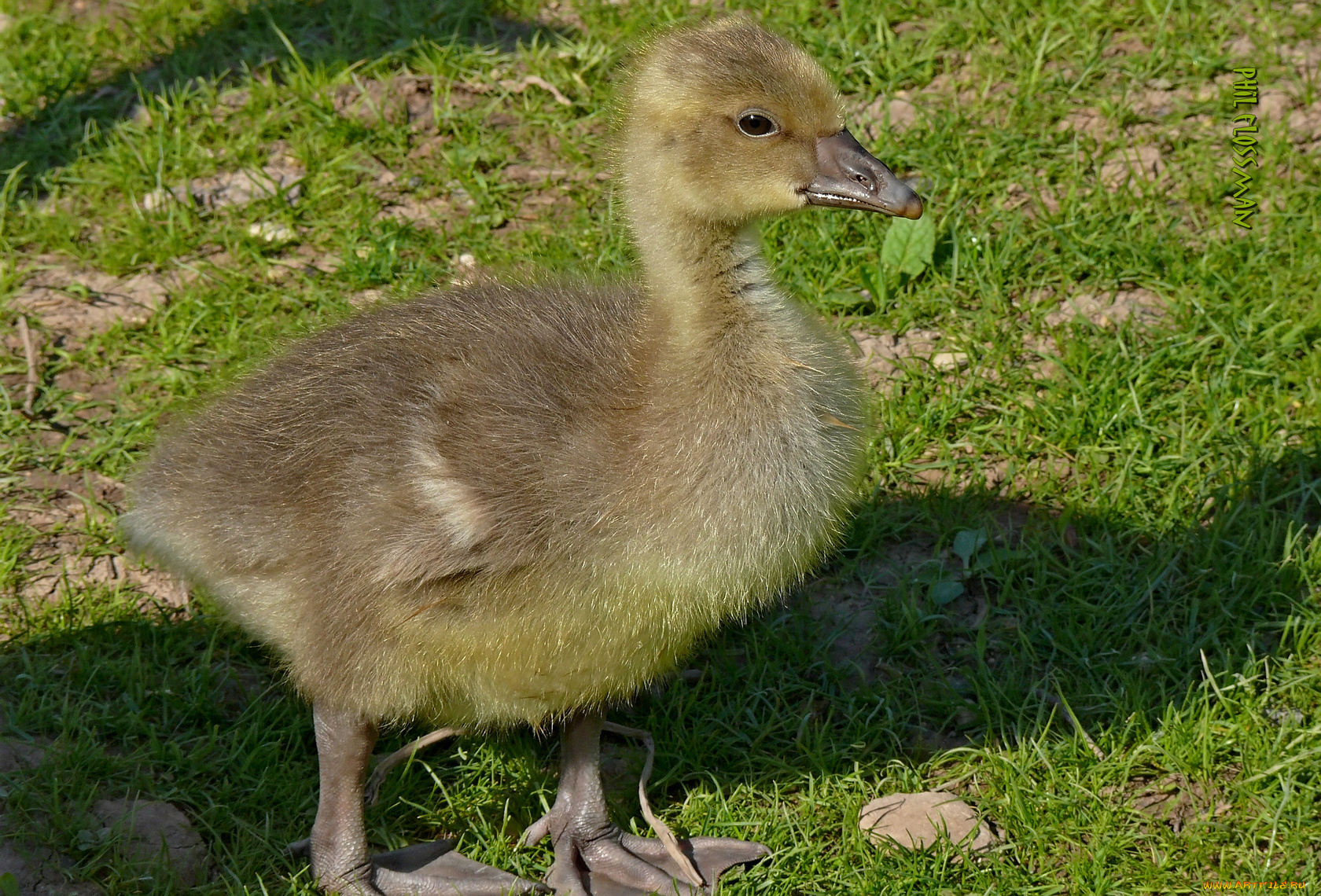 животные, гуси, гусенок