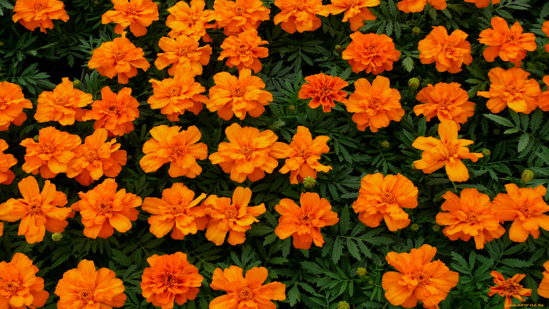 цветы, бархатцы, желтый, красный