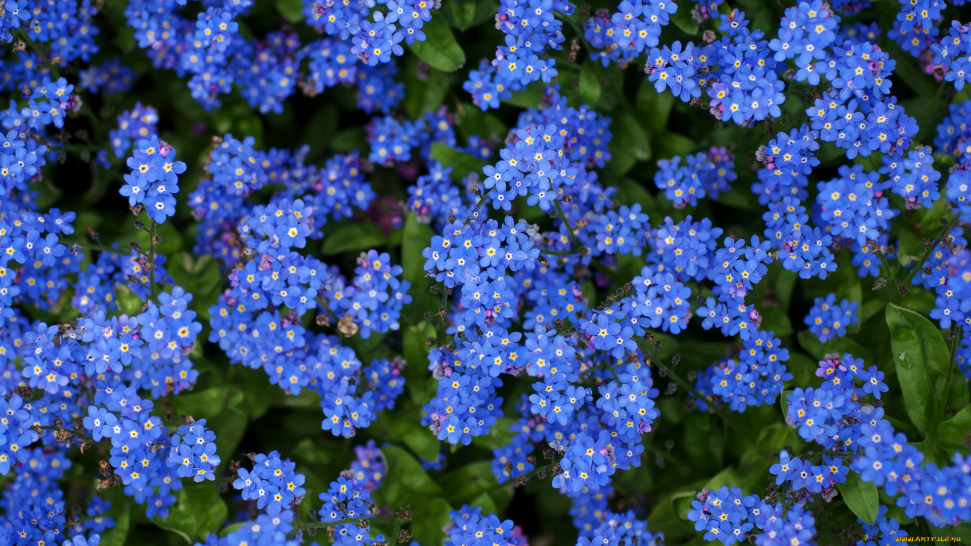 цветы, незабудки, синий