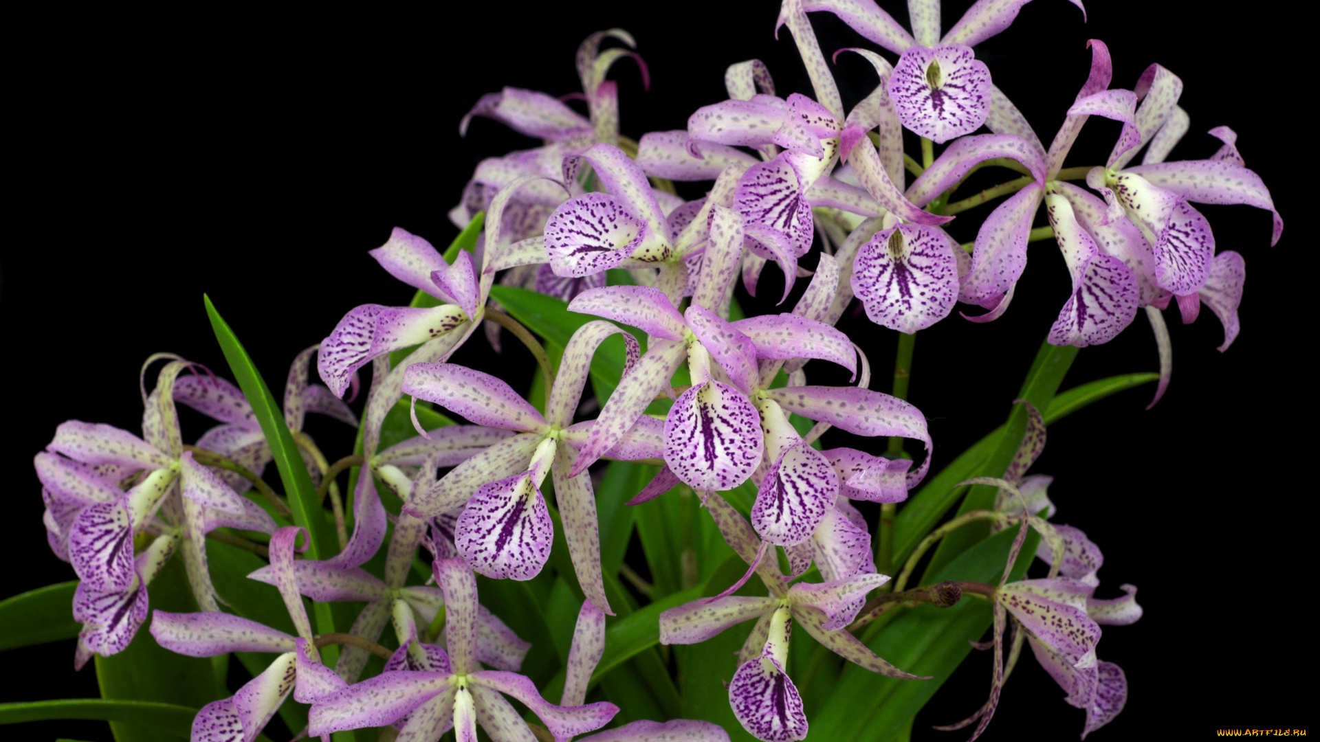 цветы, орхидеи, экзотика, сиреневый