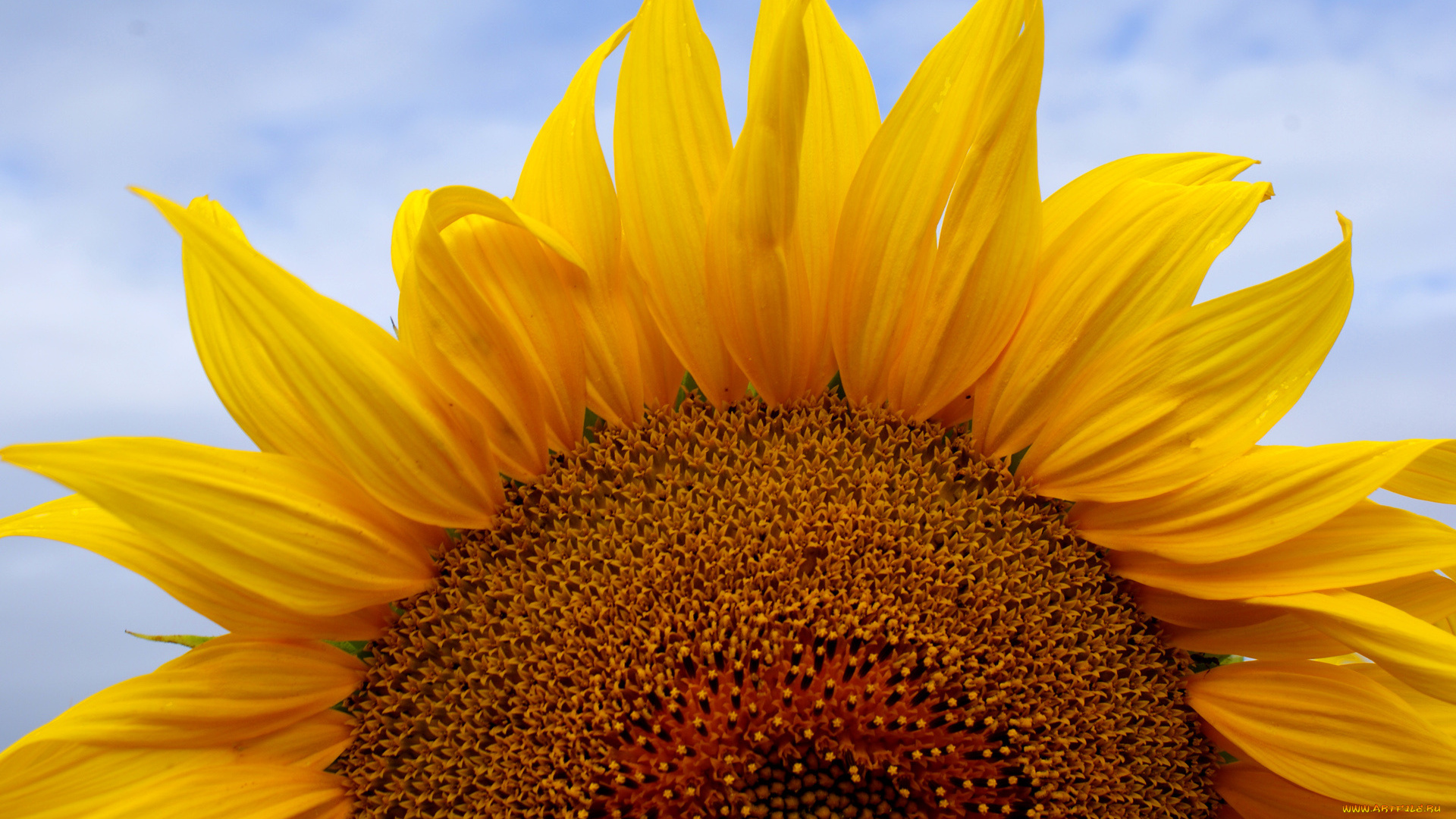 цветы, подсолнухи, подсолнух