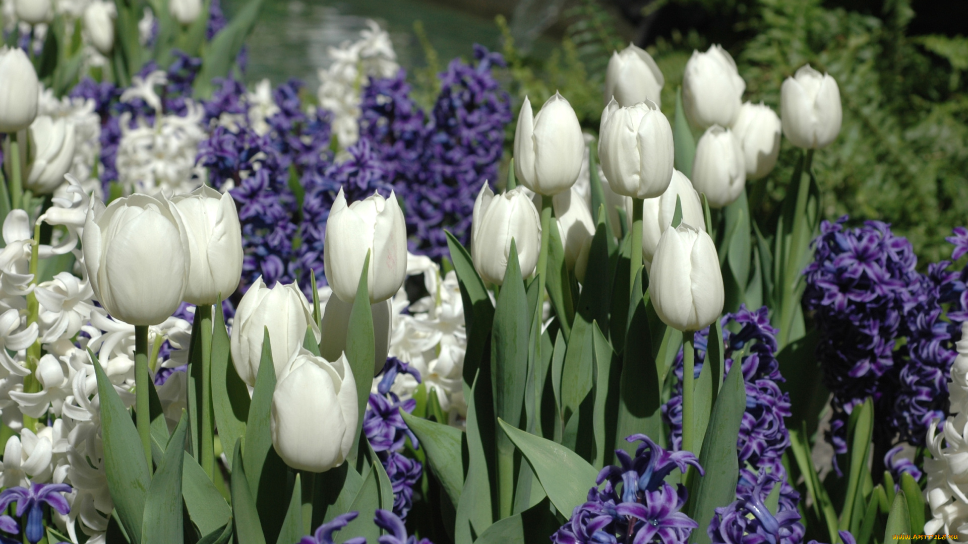 цветы, разные, вместе, тюльпаны, гиацинты