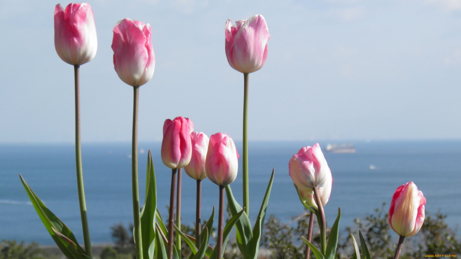 цветы, тюльпаны