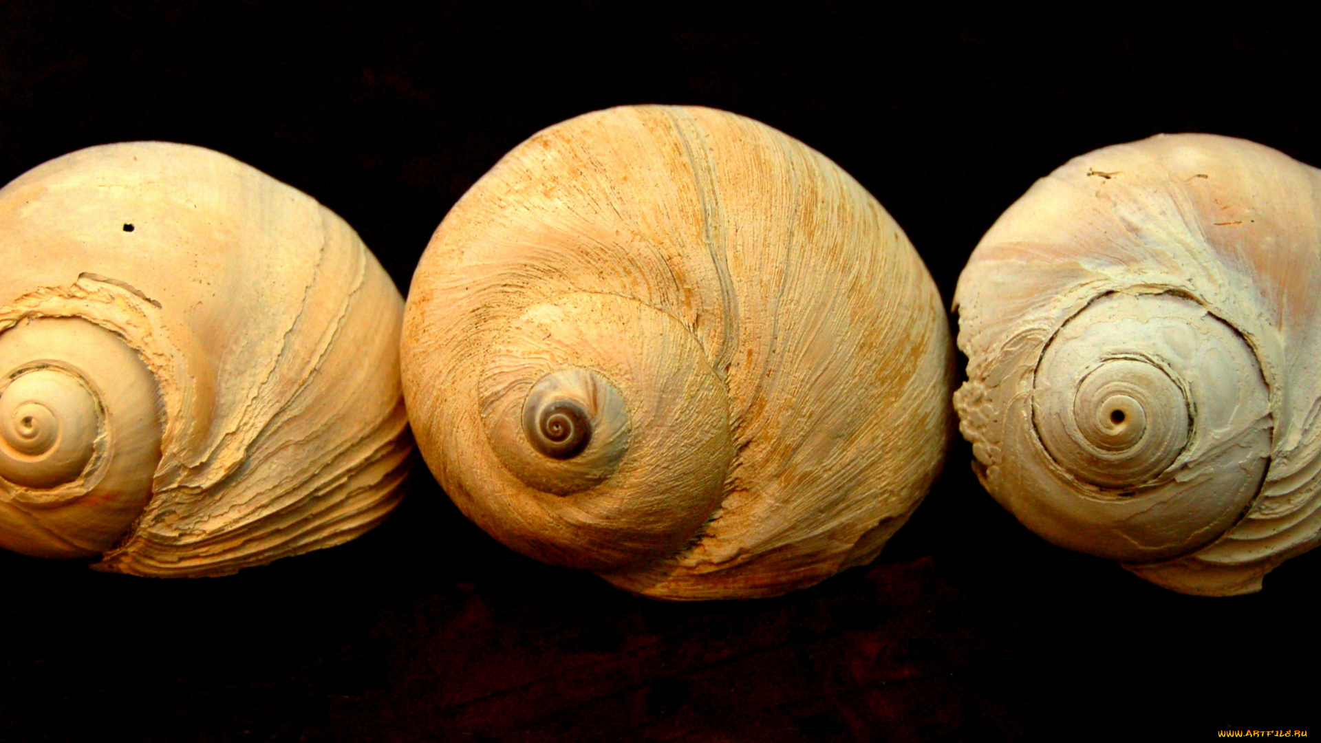 разное, ракушки, кораллы, декоративные, spa, камни