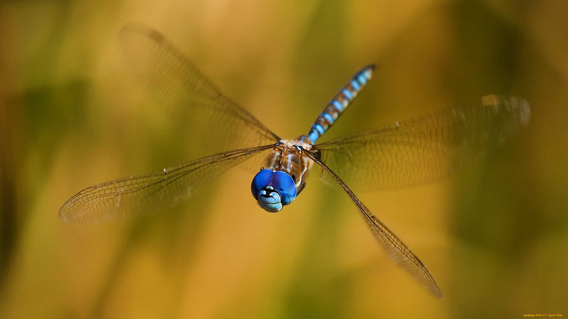 smiling, dragon, животные, стрекозы, стрекоза, висит