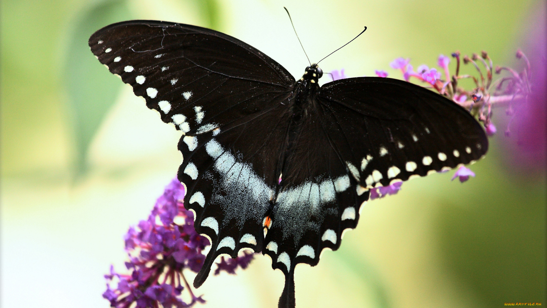 животные, бабочки, бабочка