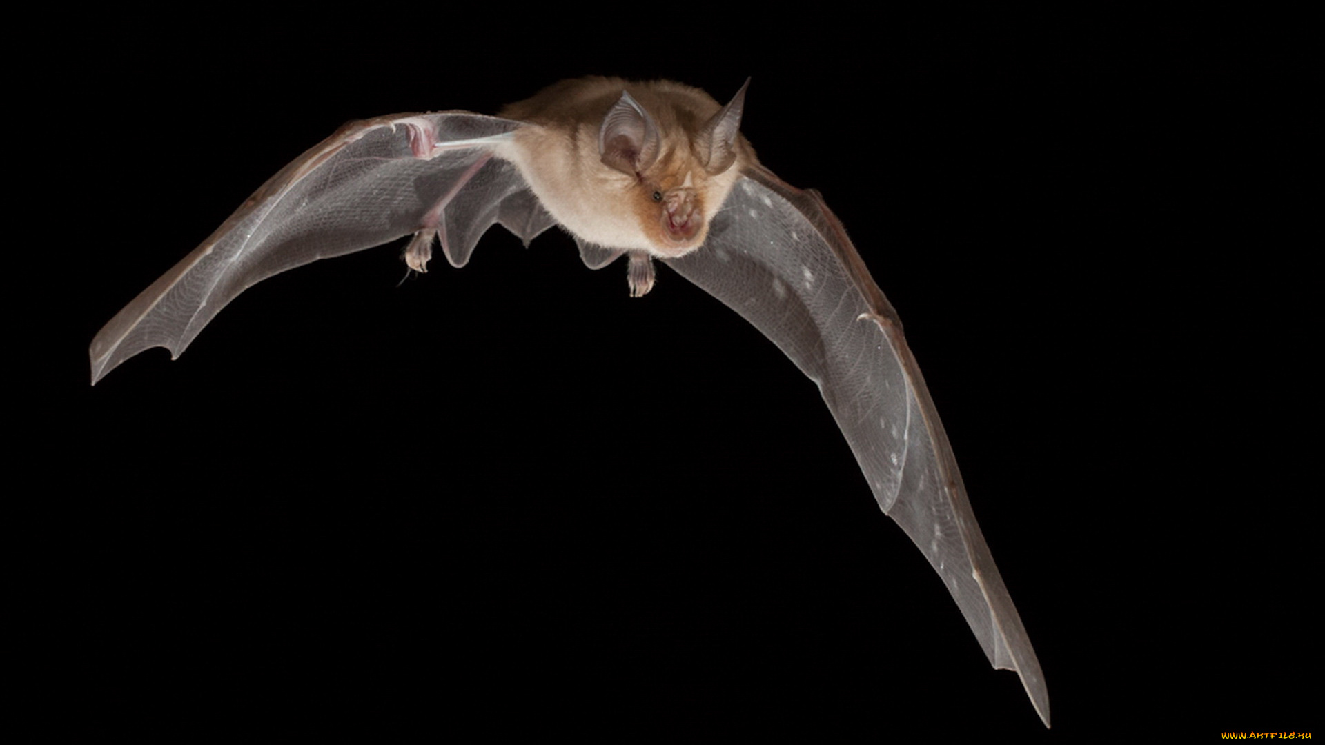 животные, летучие, мыши