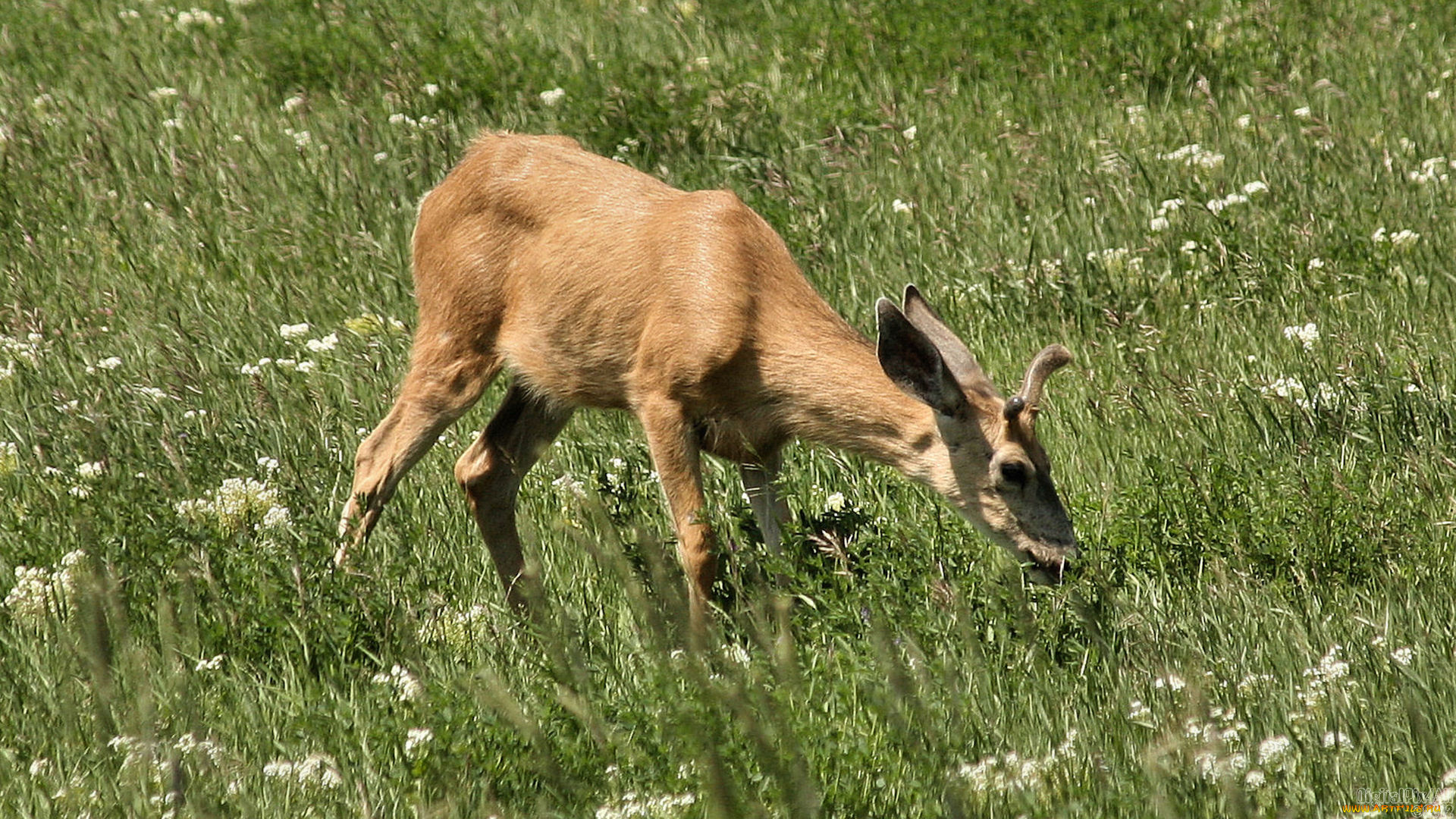 животные, олени, олень
