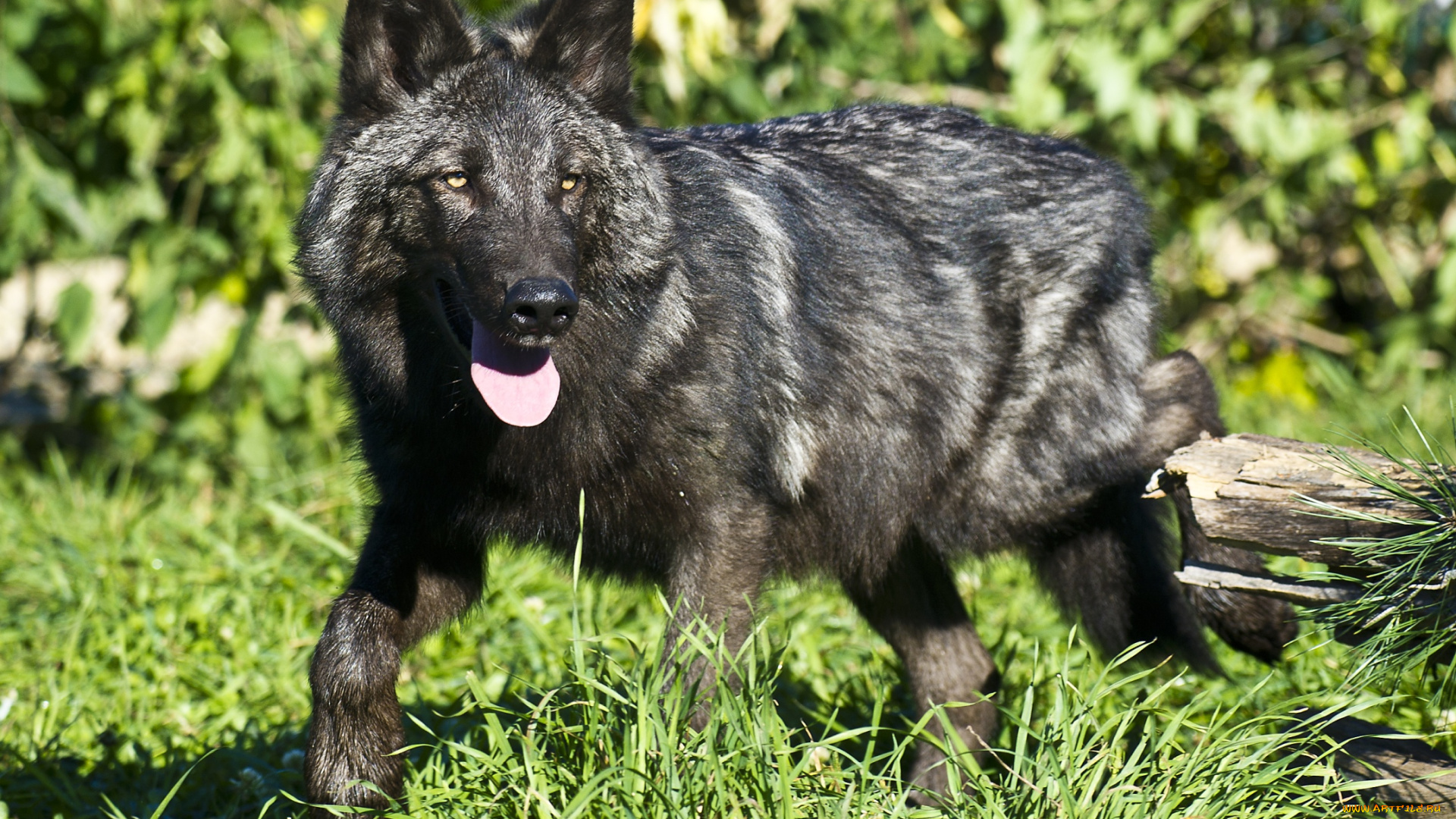 животные, волки, черный, хищник